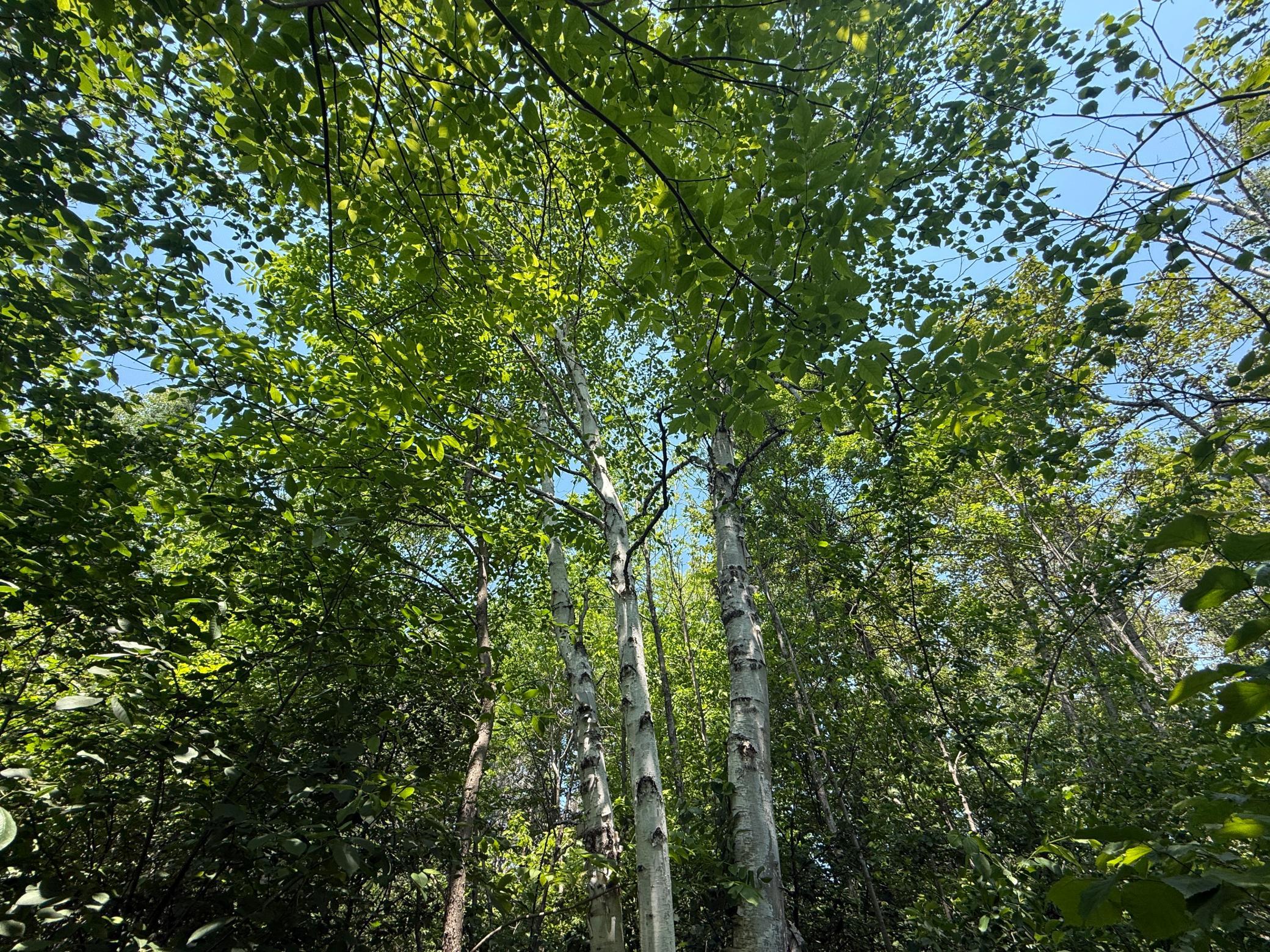 Tbd Scenic Dr. Property Photo 19