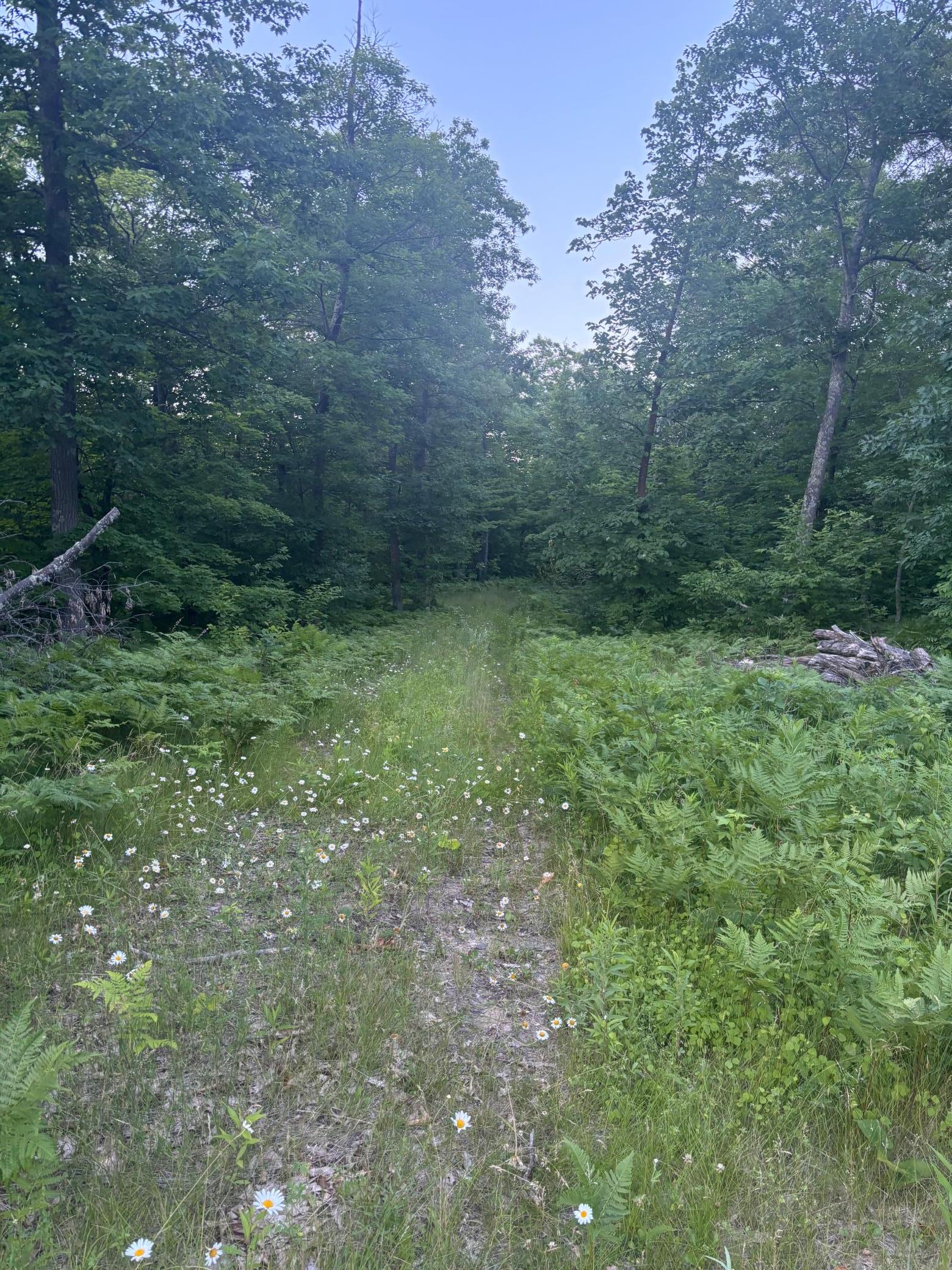 39987 Cass Line Road Property Photo 2