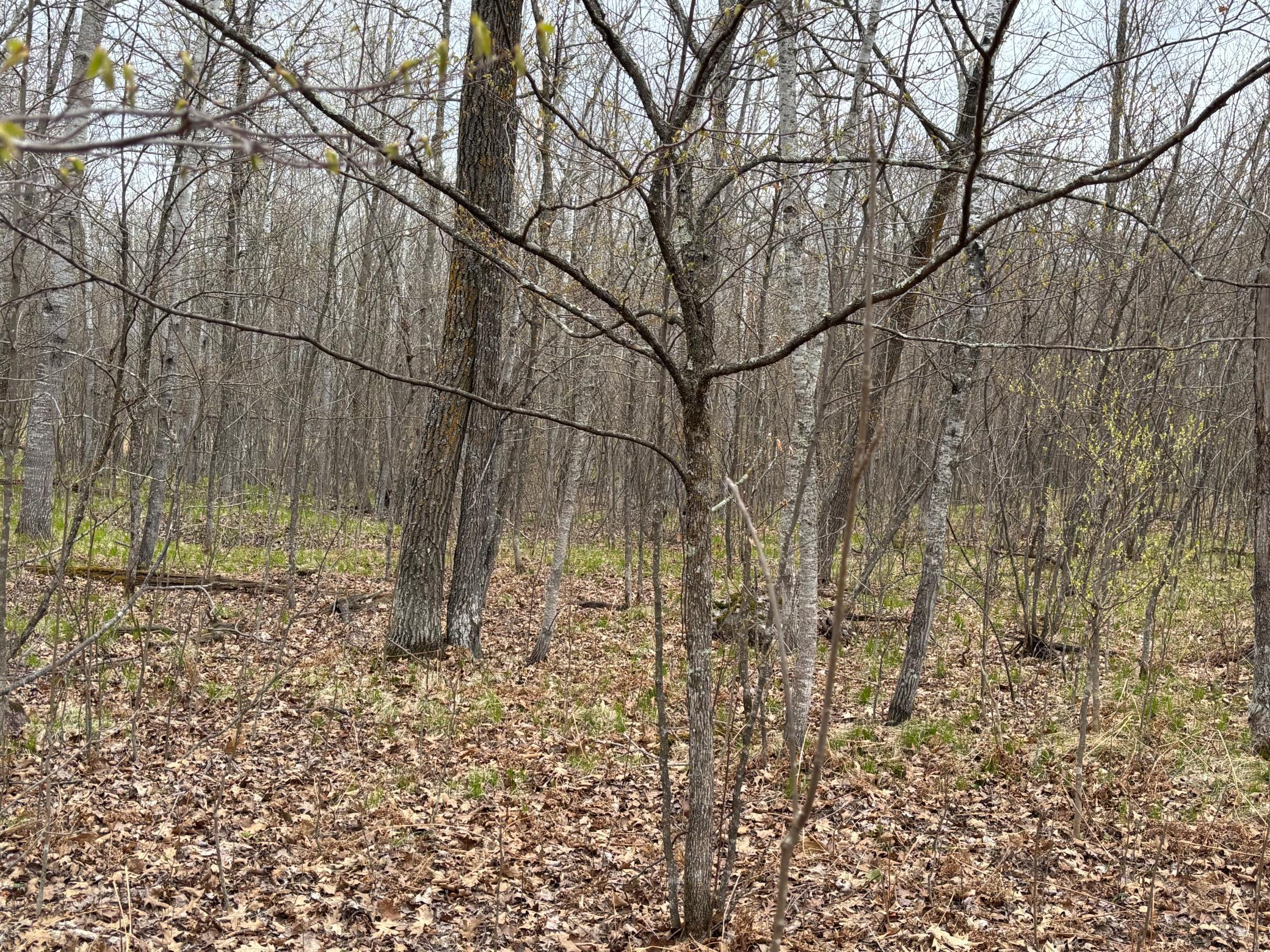 39987 Cass Line Road Property Photo 8