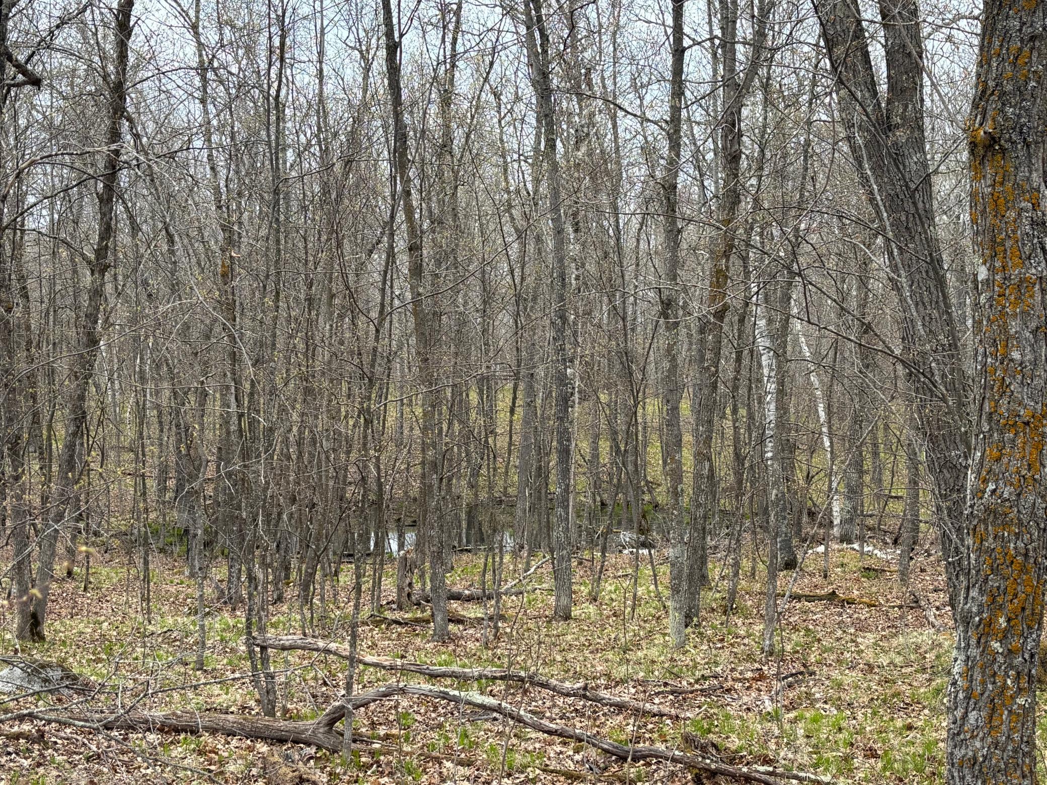 39987 Cass Line Road Property Photo 10