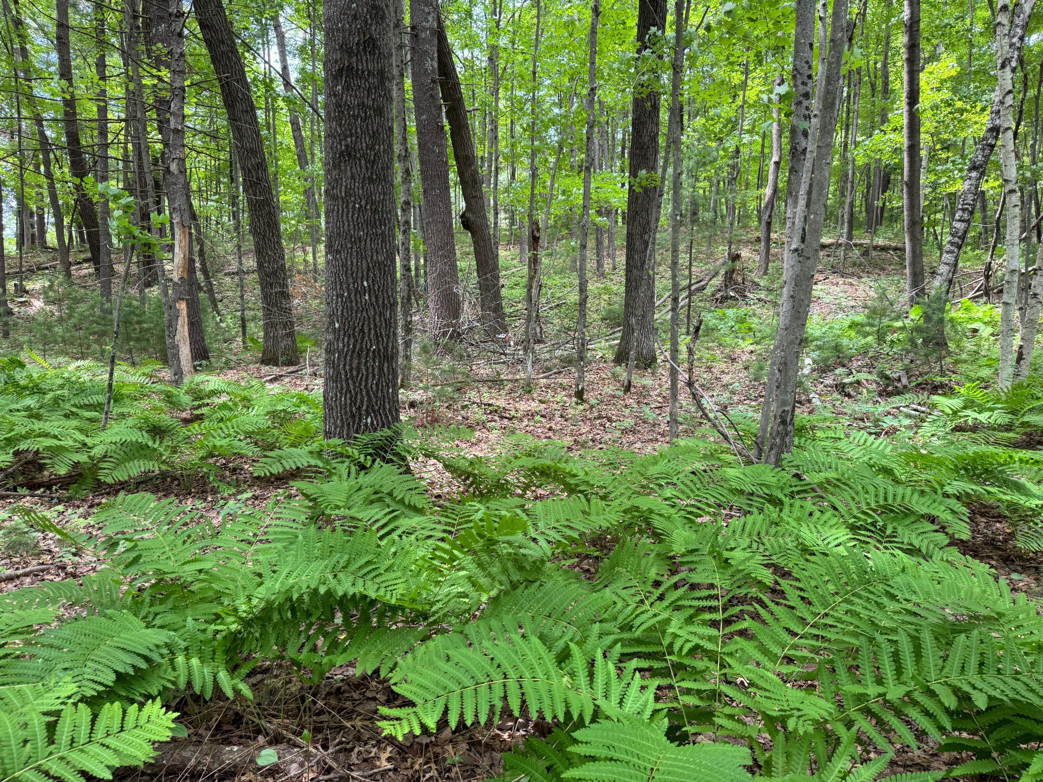 Tbd Garden Dr Property Photo 3