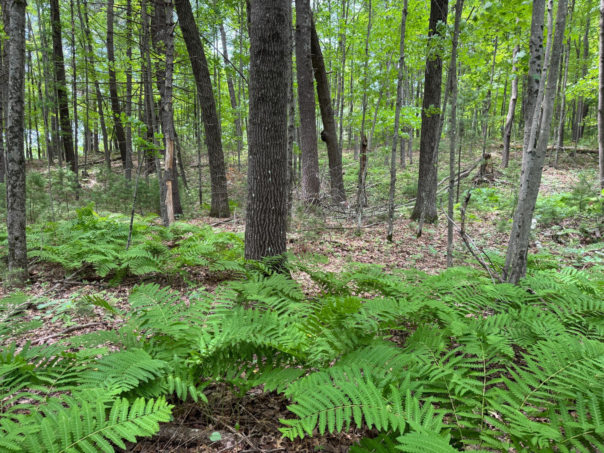 Tbd Garden Dr Property Photo 4