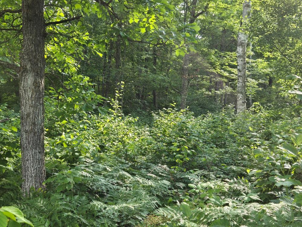 Tbd State 84 Ne Property Photo 4