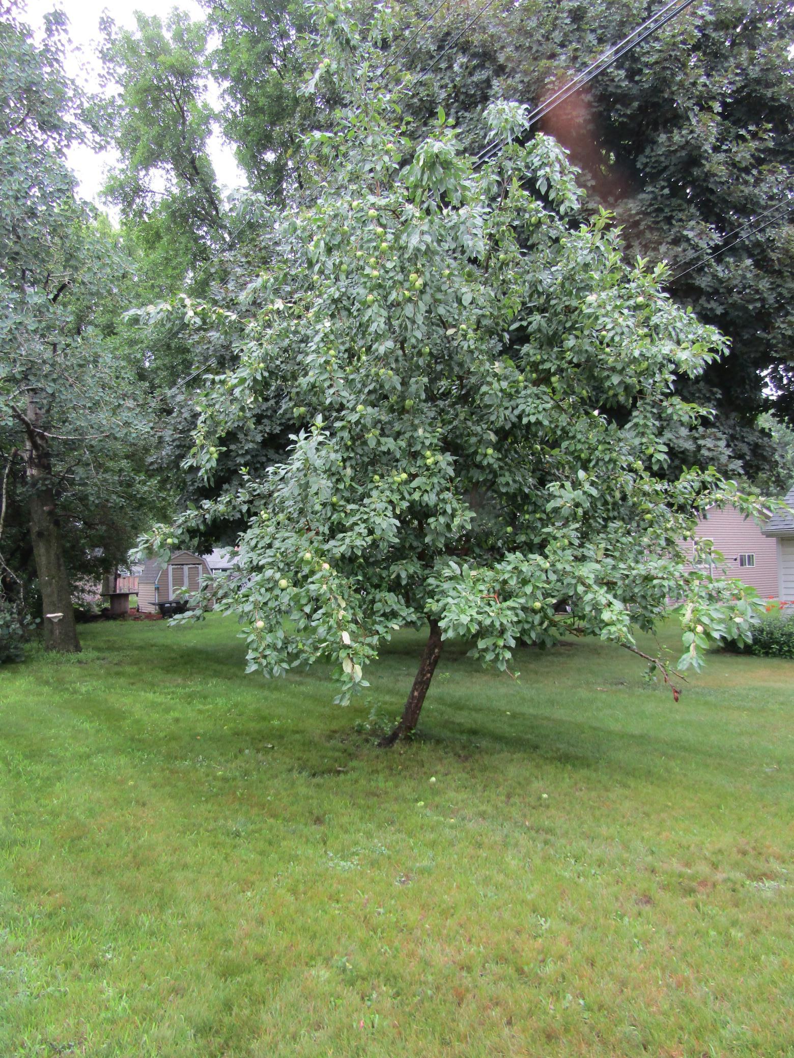 407 Eichelberger Avenue Property Photo 48