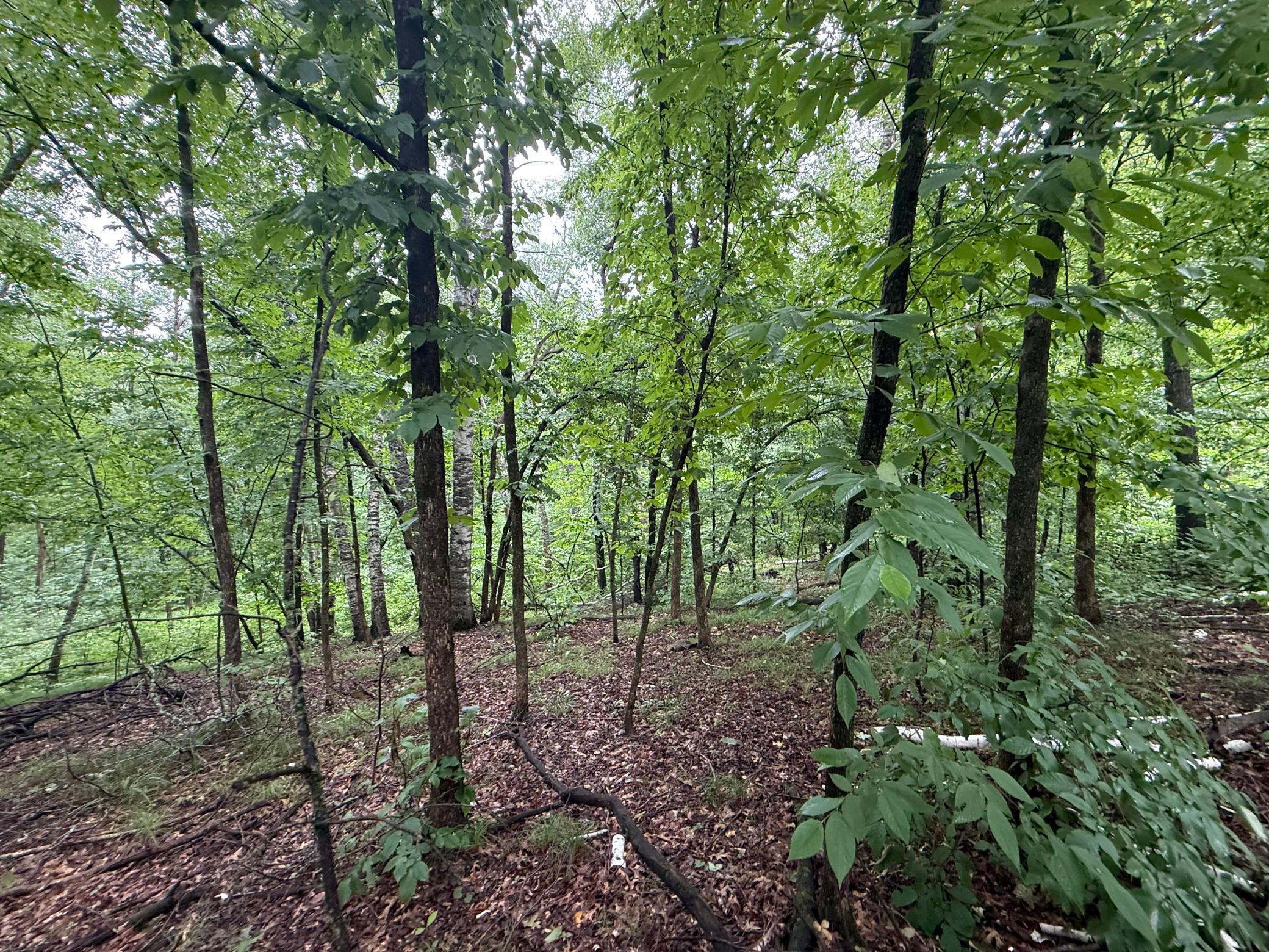 Tbd Hardy Lake Road Property Photo 4