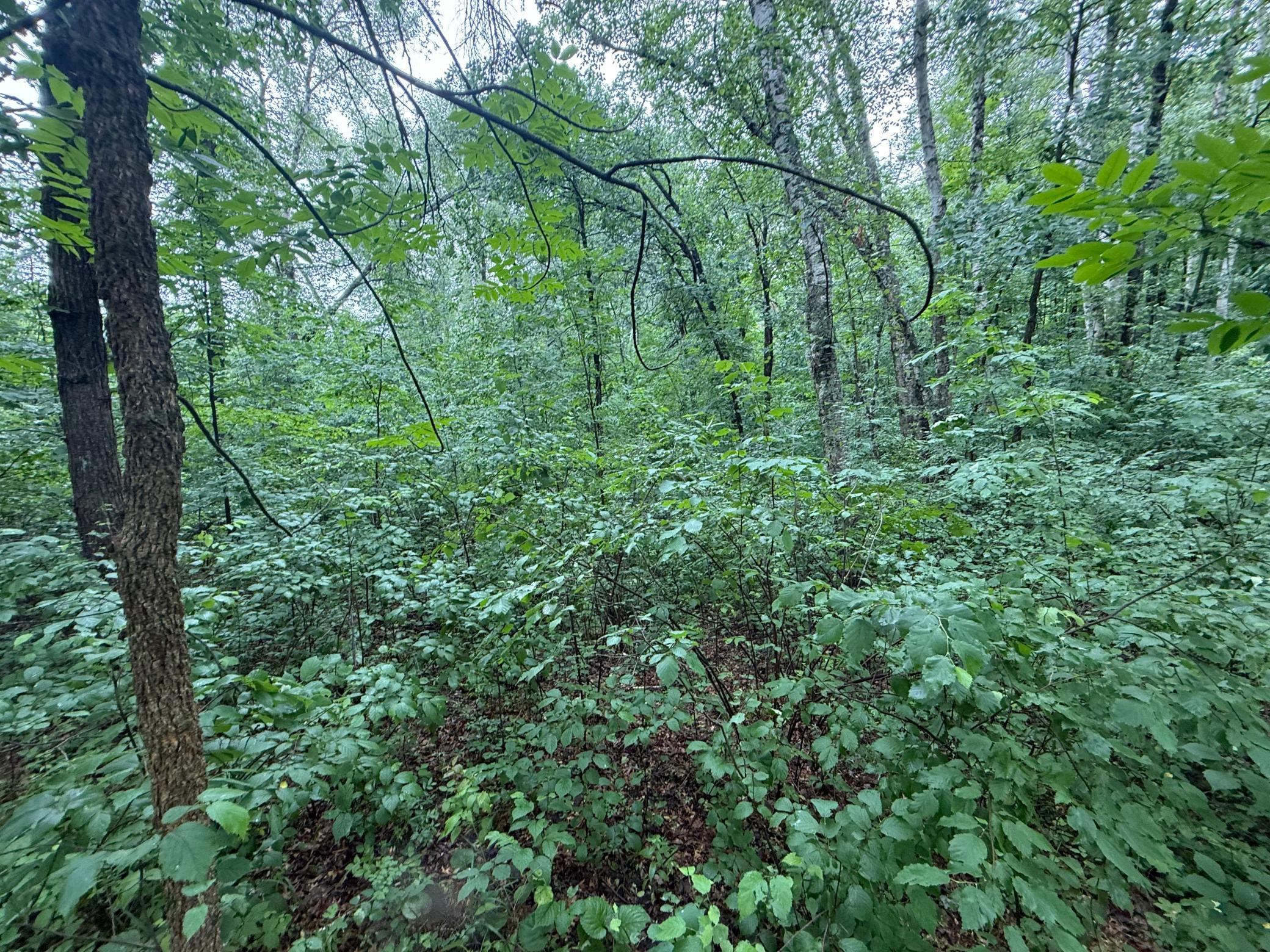 Tbd Hardy Lake Road Property Photo 5