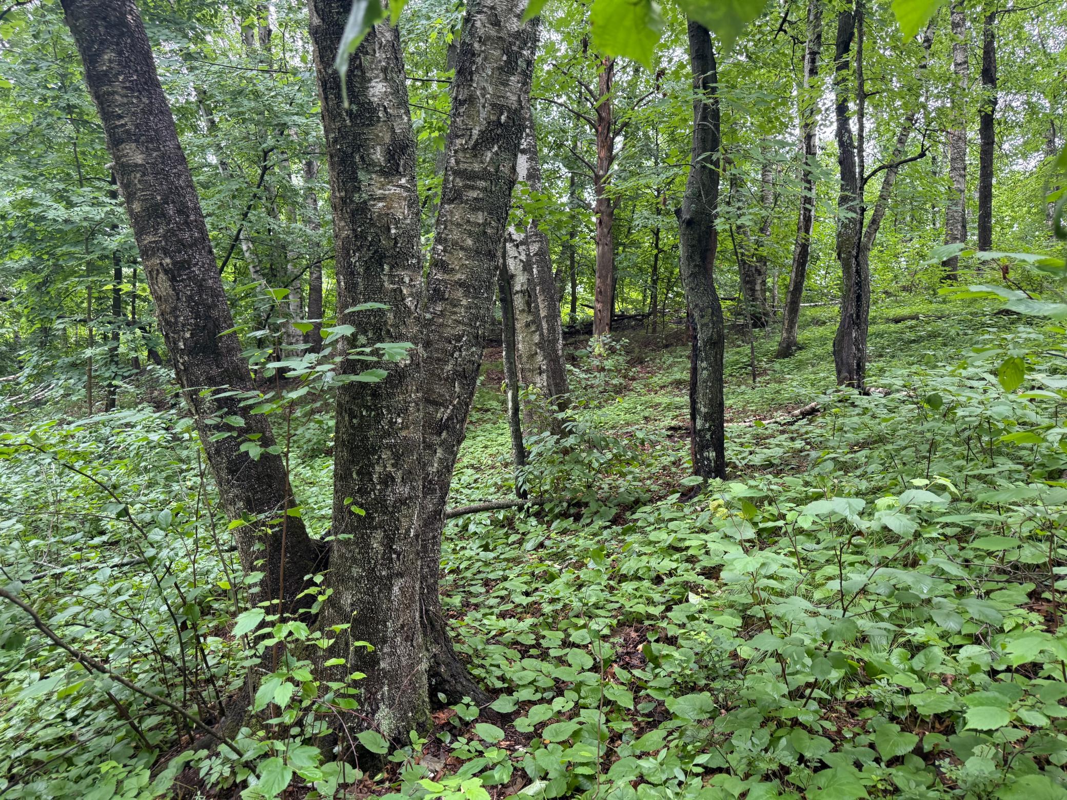 Tbd Hardy Lake Road Property Photo 6