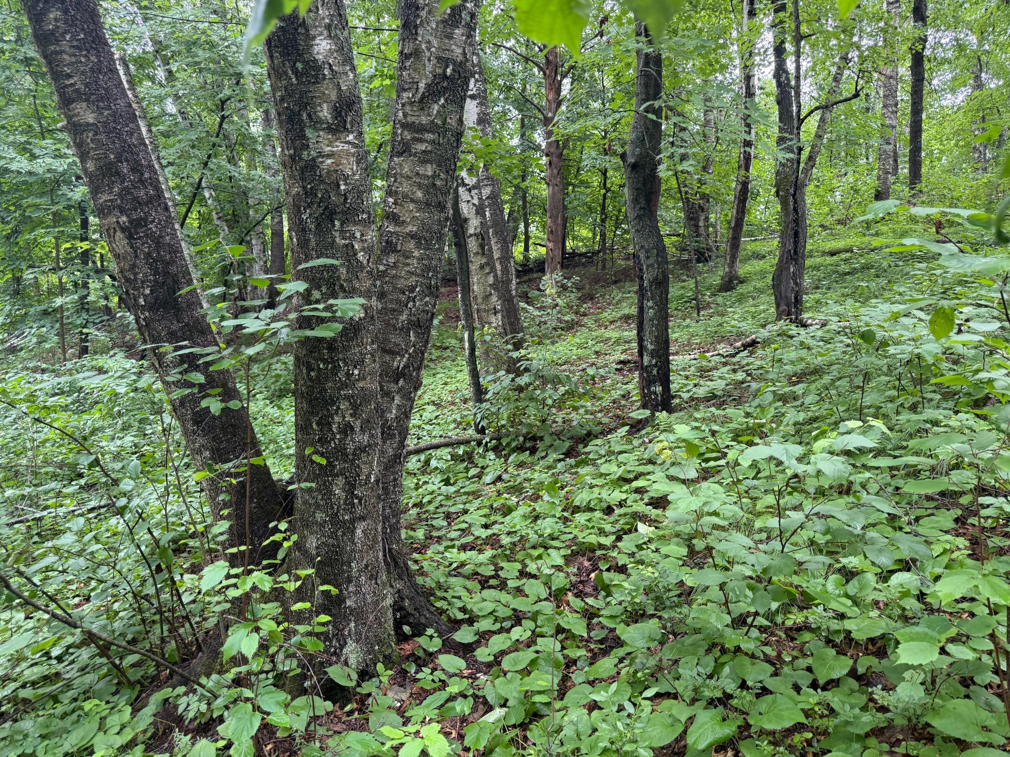Tbd Hardy Lake Road Property Photo 7