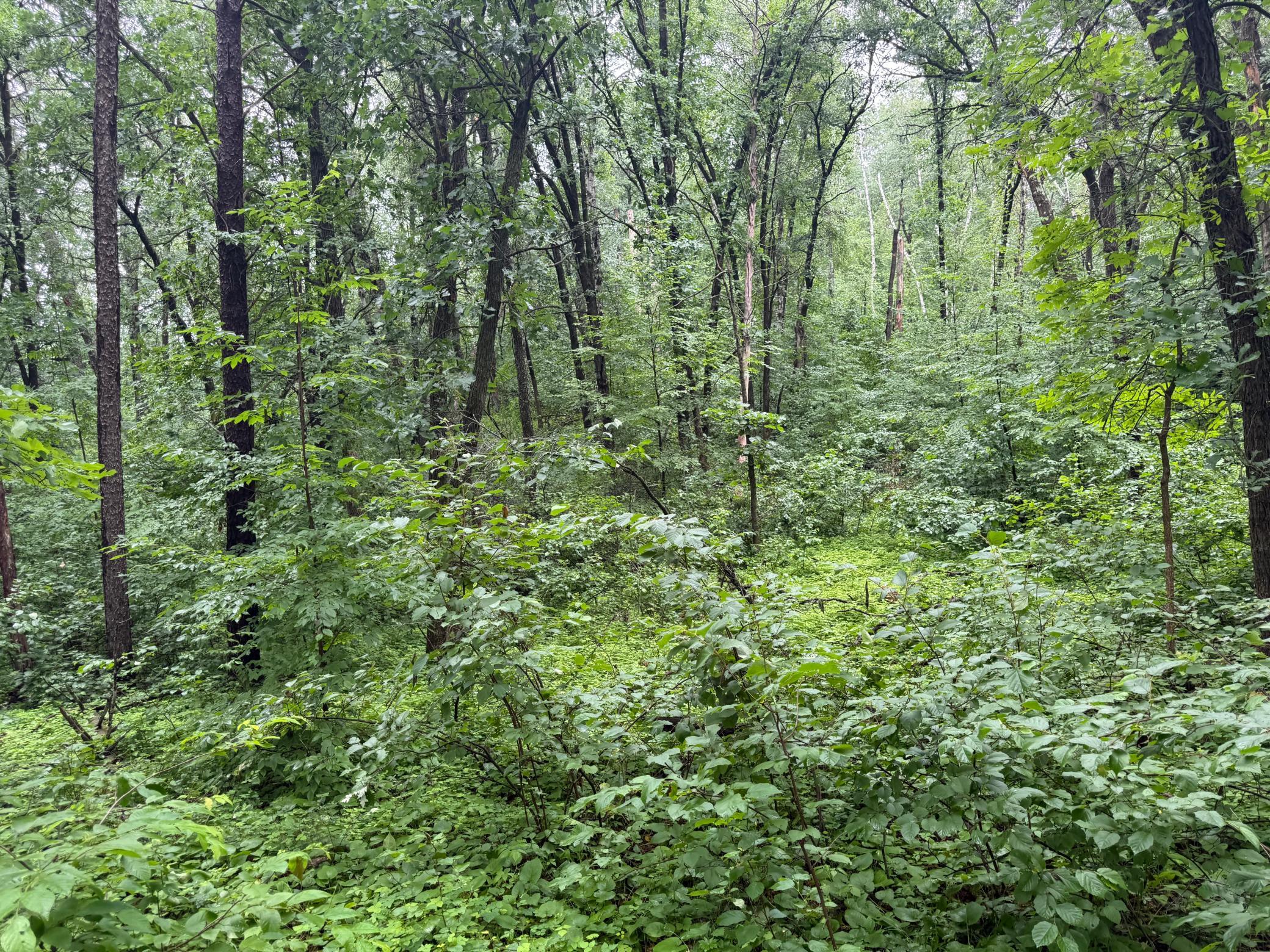 Tbd Hardy Lake Road Property Photo 8