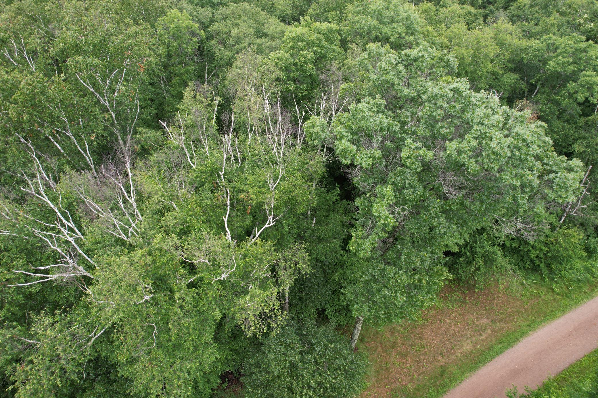 Tbd Hardy Lake Road Property Photo 10
