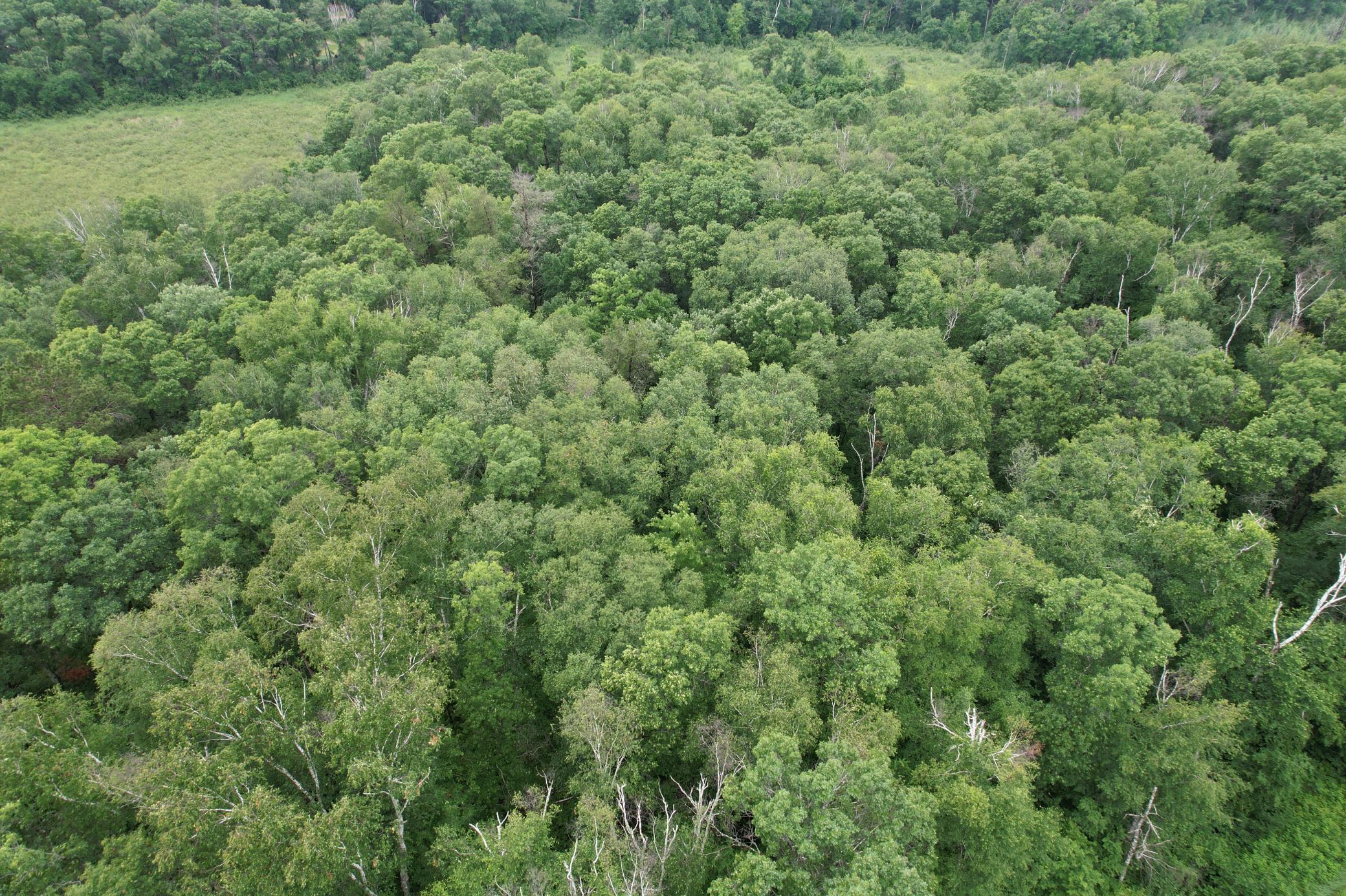 Tbd Hardy Lake Road Property Photo 11