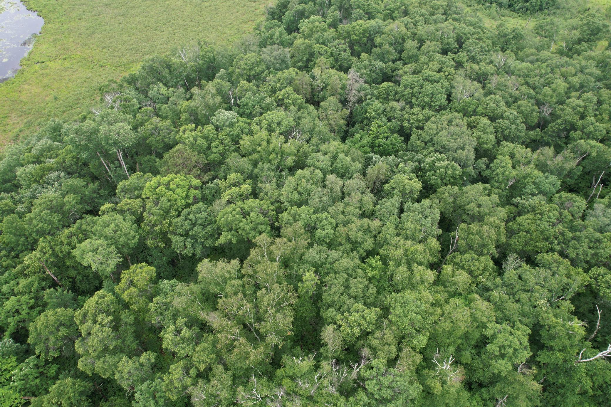 Tbd Hardy Lake Road Property Photo 30