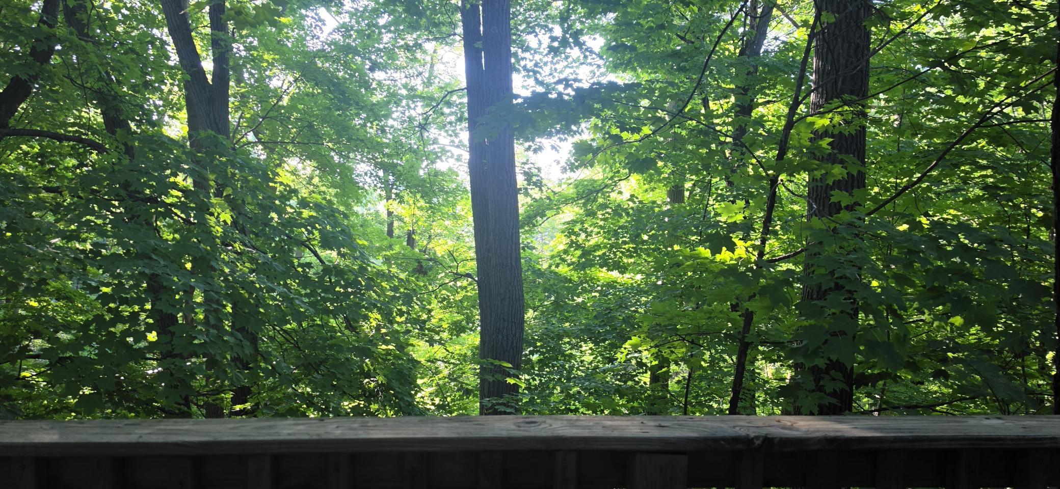 30494 White Pine Circle Property Photo 20