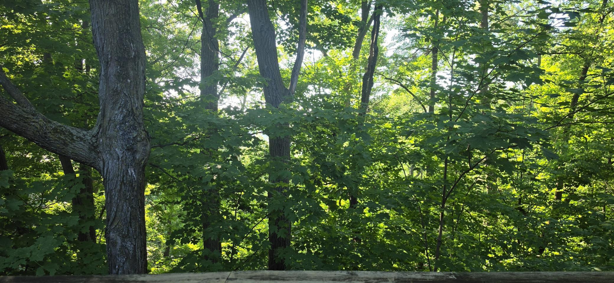 30494 White Pine Circle Property Photo 21