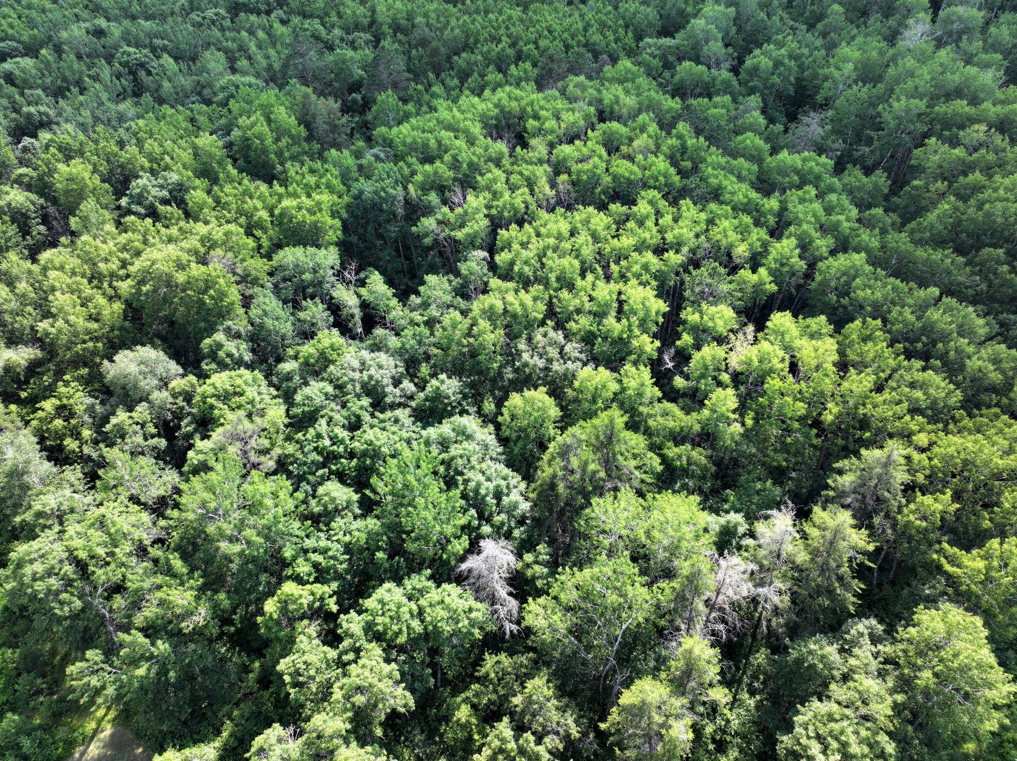 Tbd Us 71 - 16.7 Ac Property Photo 4
