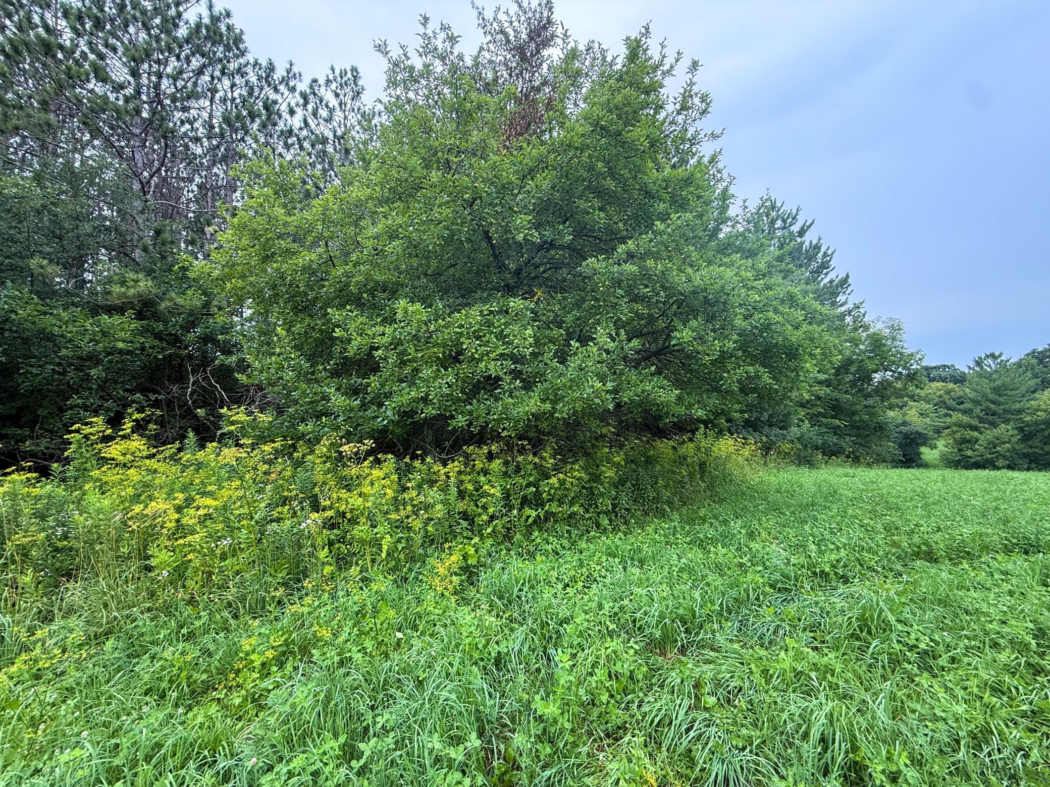 Tbd 590th Street Property Photo 44