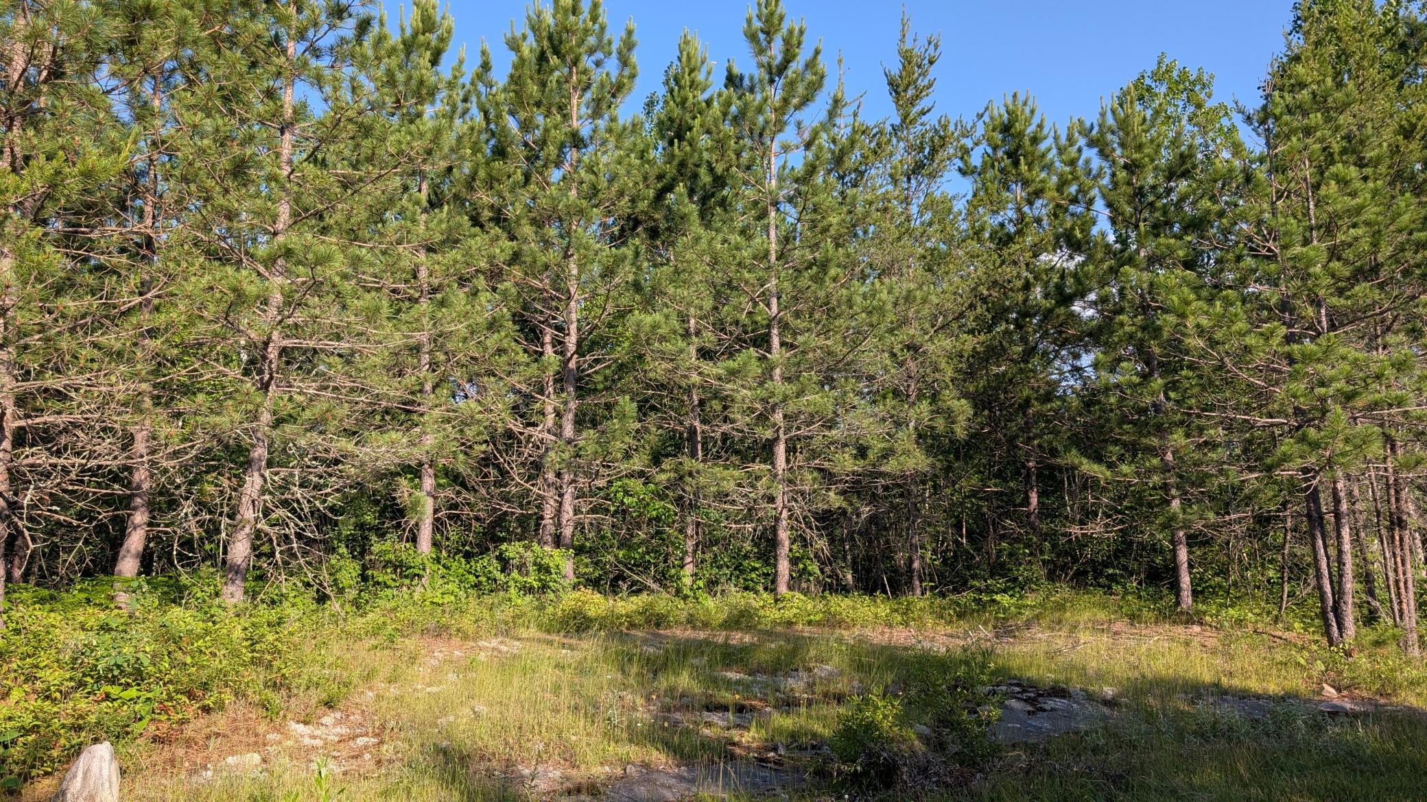 Lot A Hwy. 24 Property Photo 8