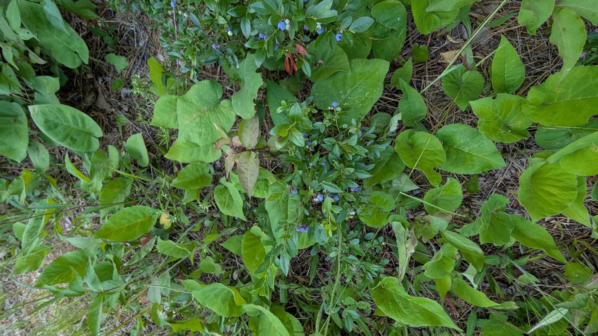 Lot B Hwy. 24 Property Photo 9