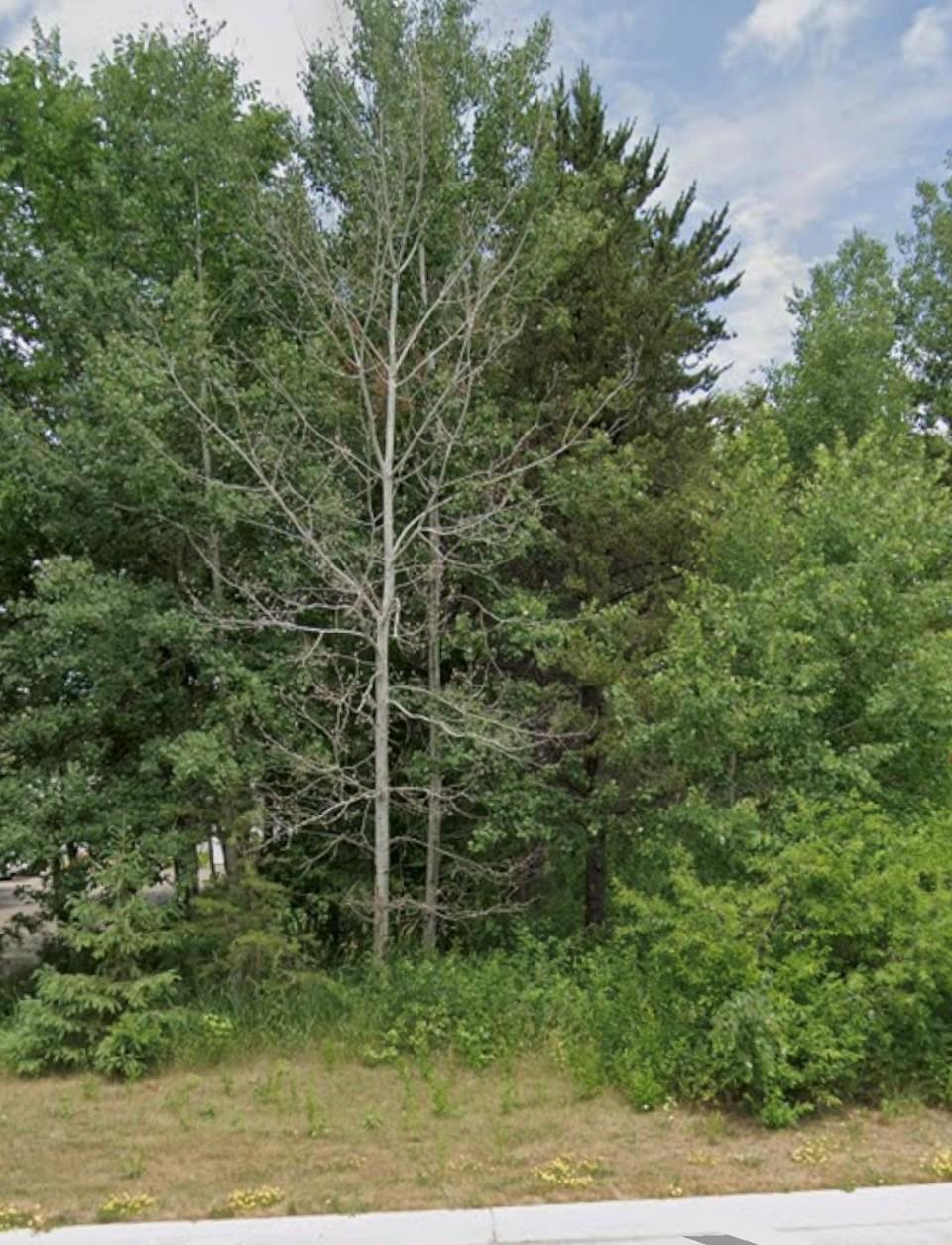 Lot 15 Pine Street Property Photo 2