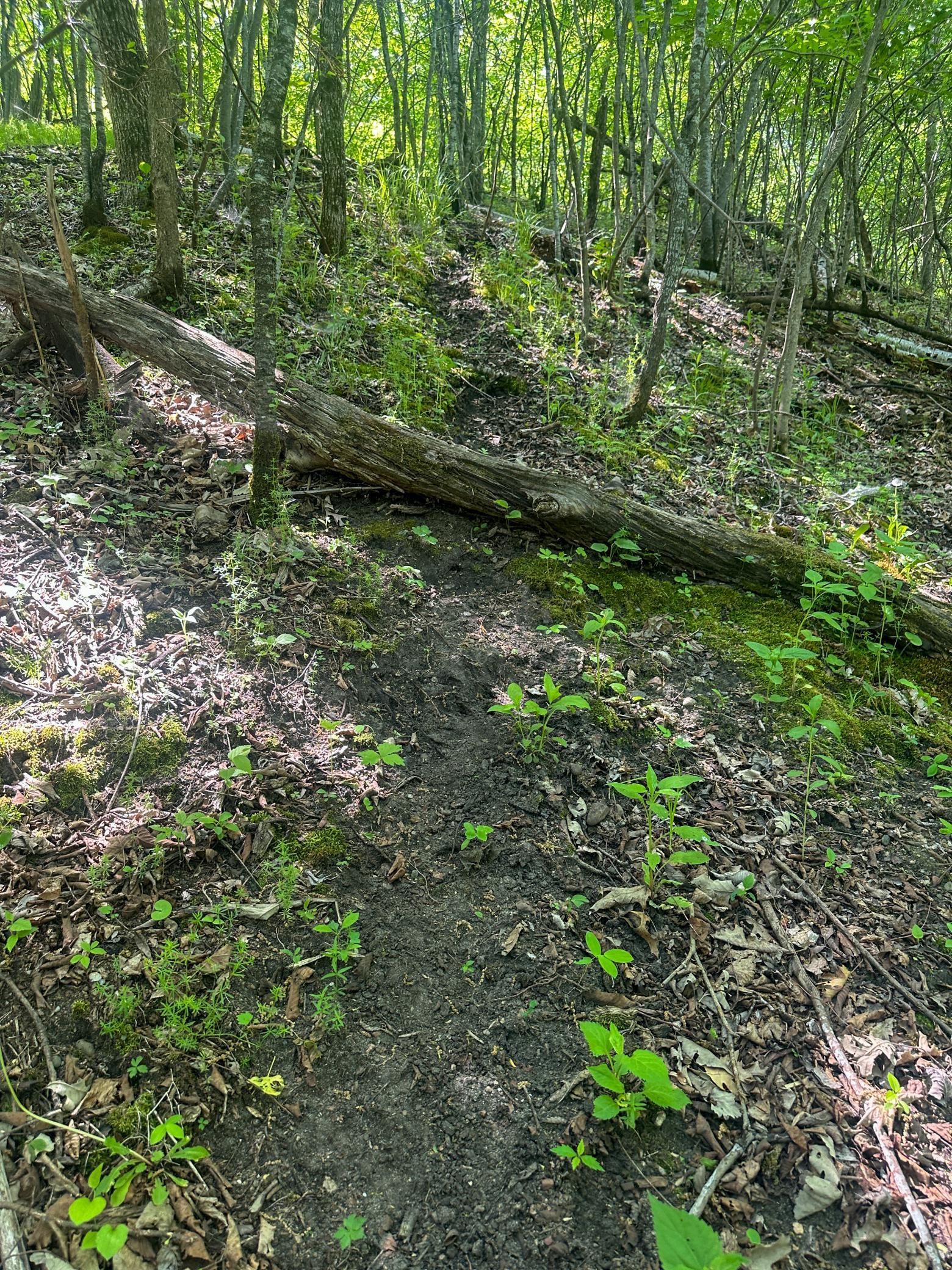 Tbd Sunset Trail Property Photo 12