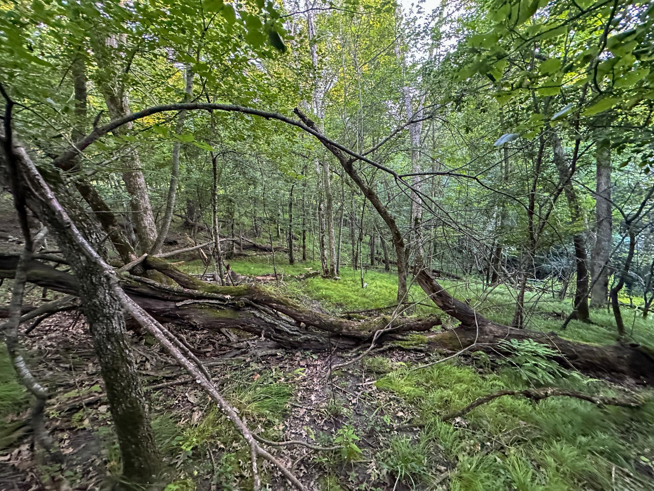 Tbd Sunset Trail Property Photo 30