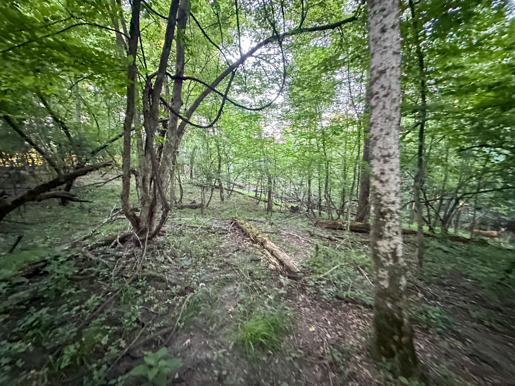 Tbd Sunset Trail Property Photo 37