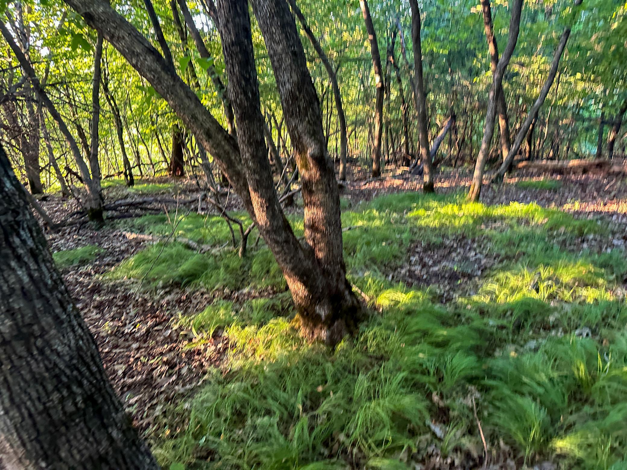 Tbd Sunset Trail Property Photo 41