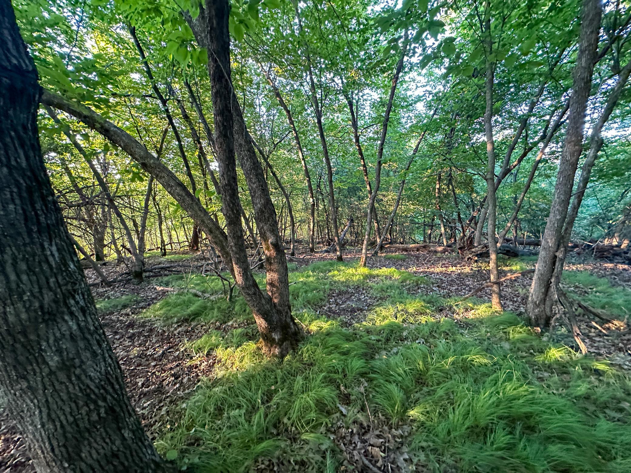 Tbd Sunset Trail Property Photo 42