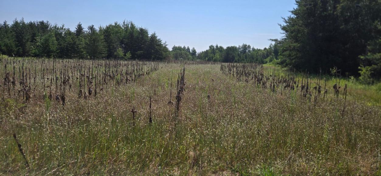Tbd County Road 7 Property Photo 16