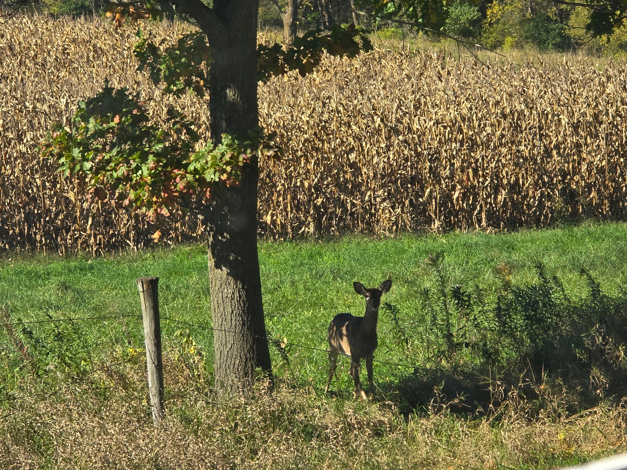 18123 Deer Road Property Photo 121