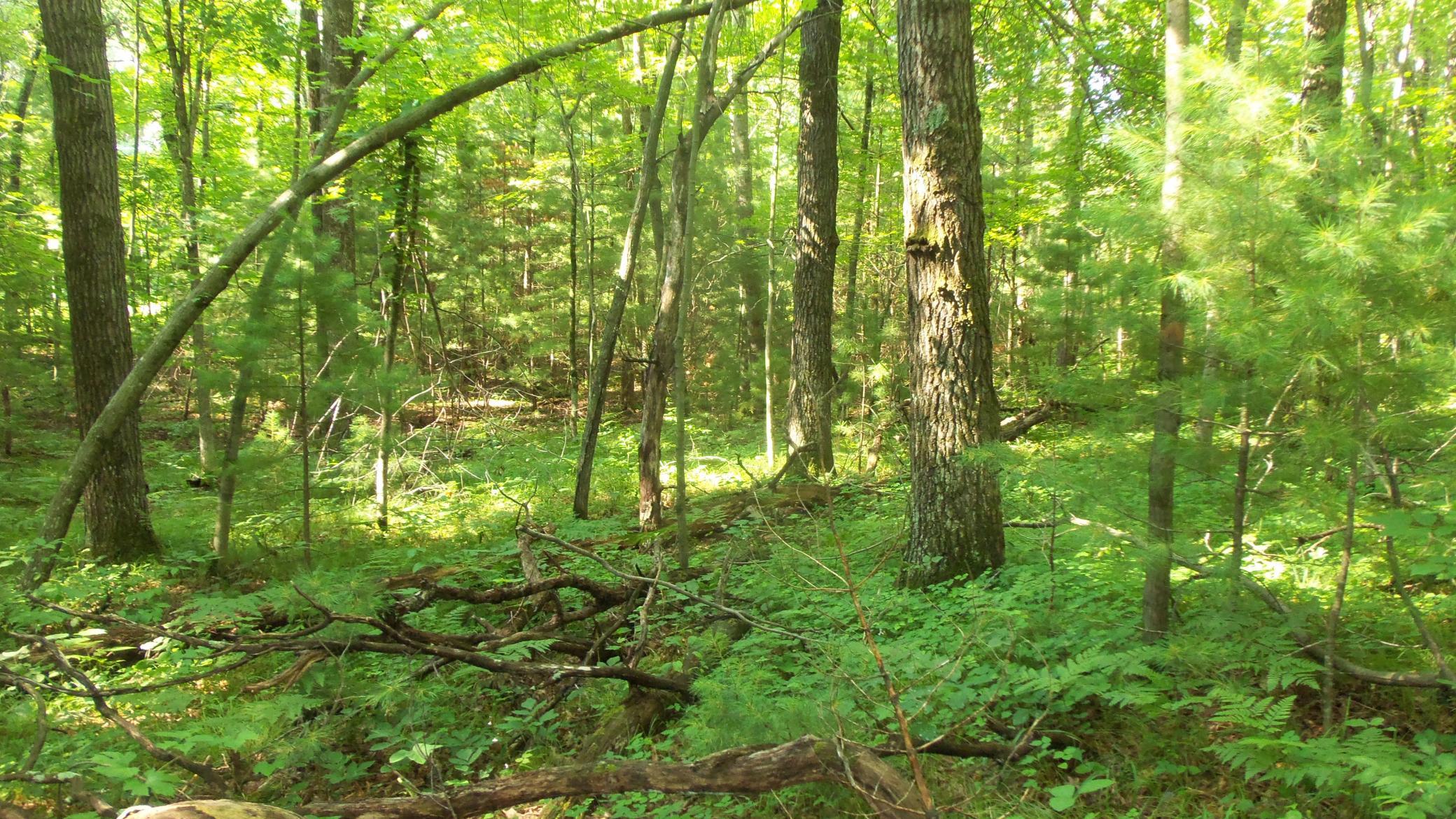 Lot 4 Howard Johnson Trl Property Photo 6