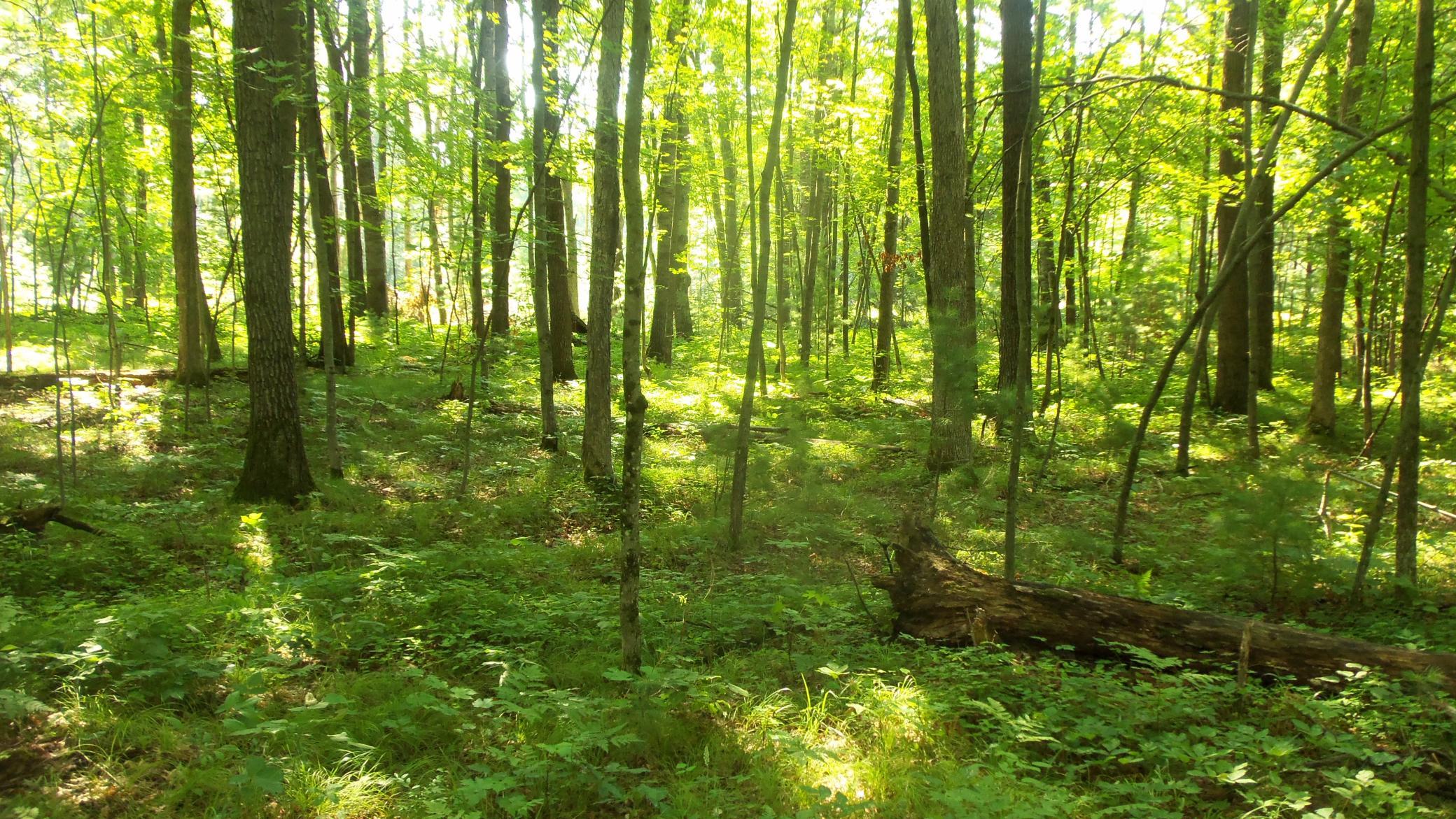 Lot 4 Howard Johnson Trl Property Photo 10
