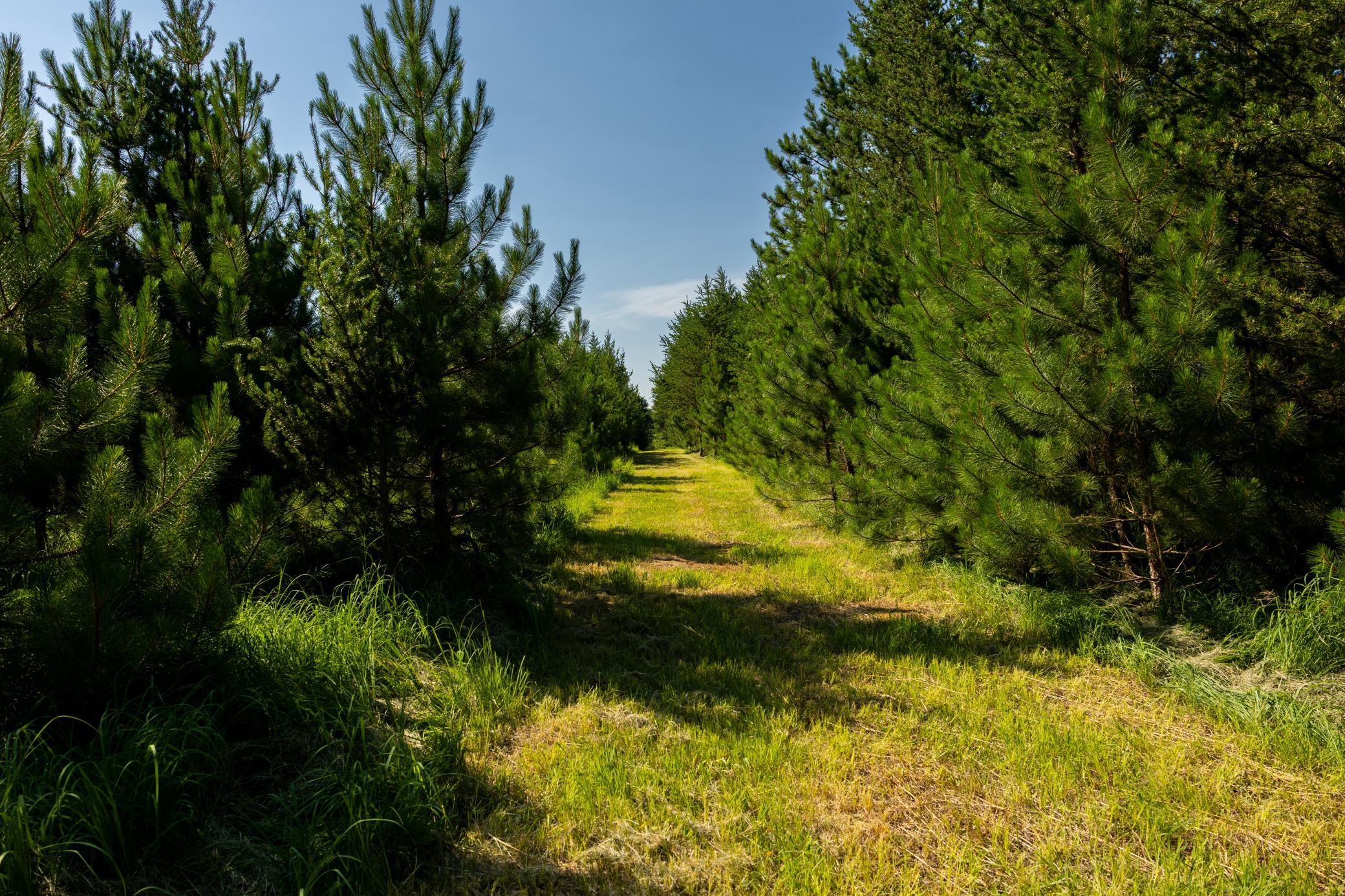 Tract 1 - Tbd Hubbard Line Rd Property Photo 25