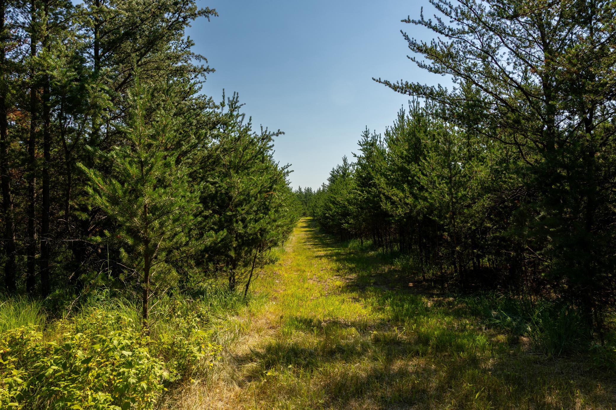 Tract 1 - Tbd Hubbard Line Rd Property Photo 30