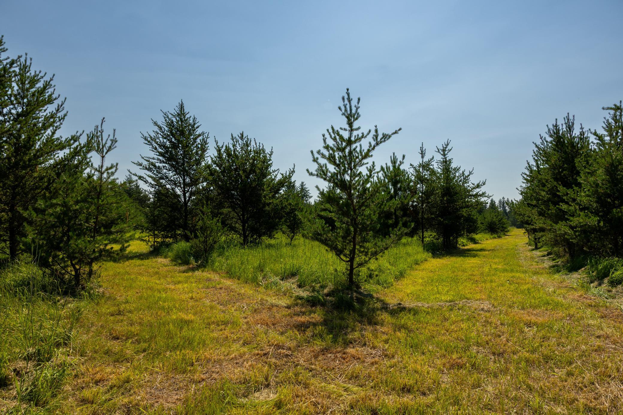 Tract 1 - Tbd Hubbard Line Rd Property Photo 31