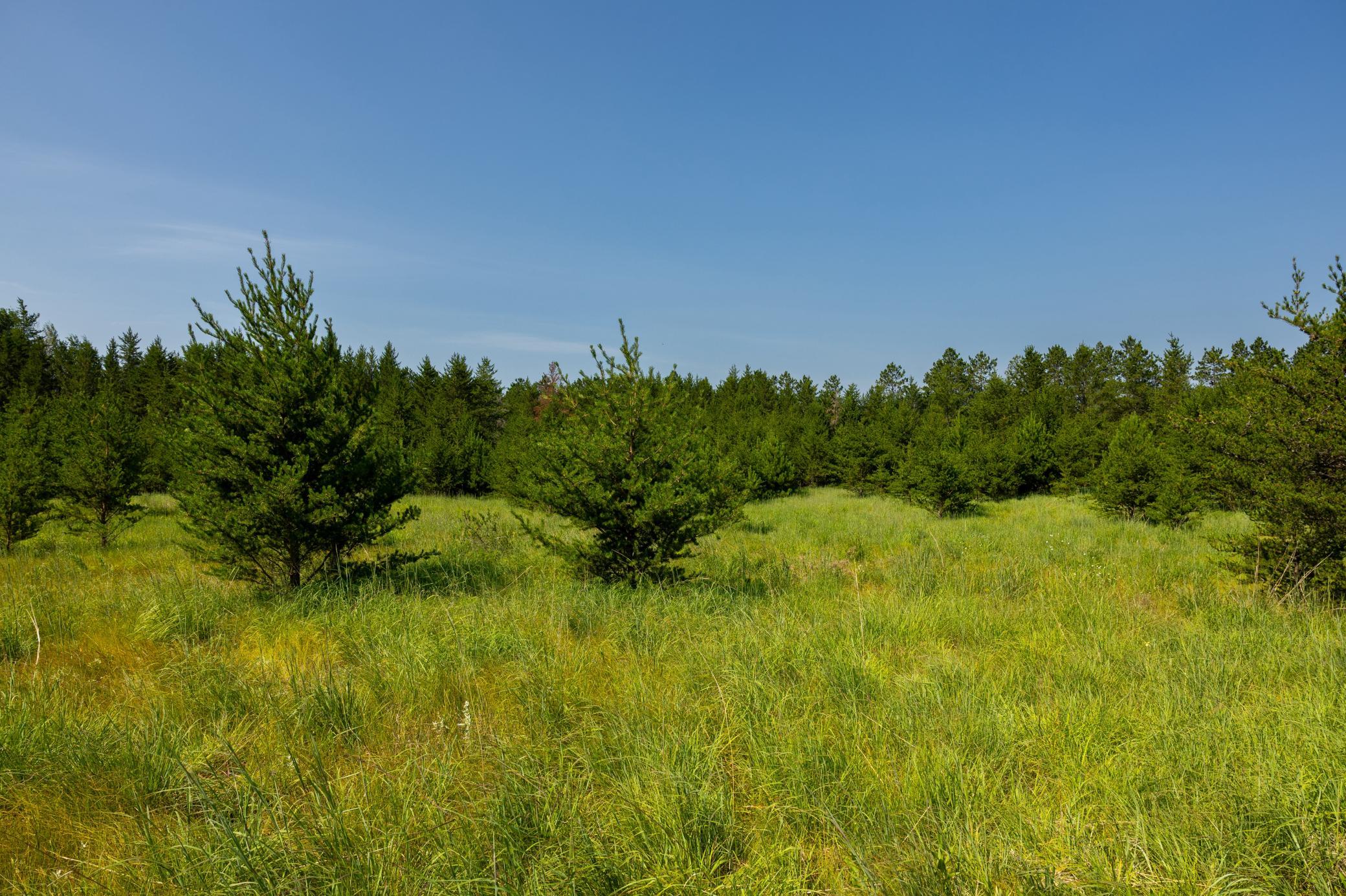 Tract 1 - Tbd Hubbard Line Rd Property Photo 36