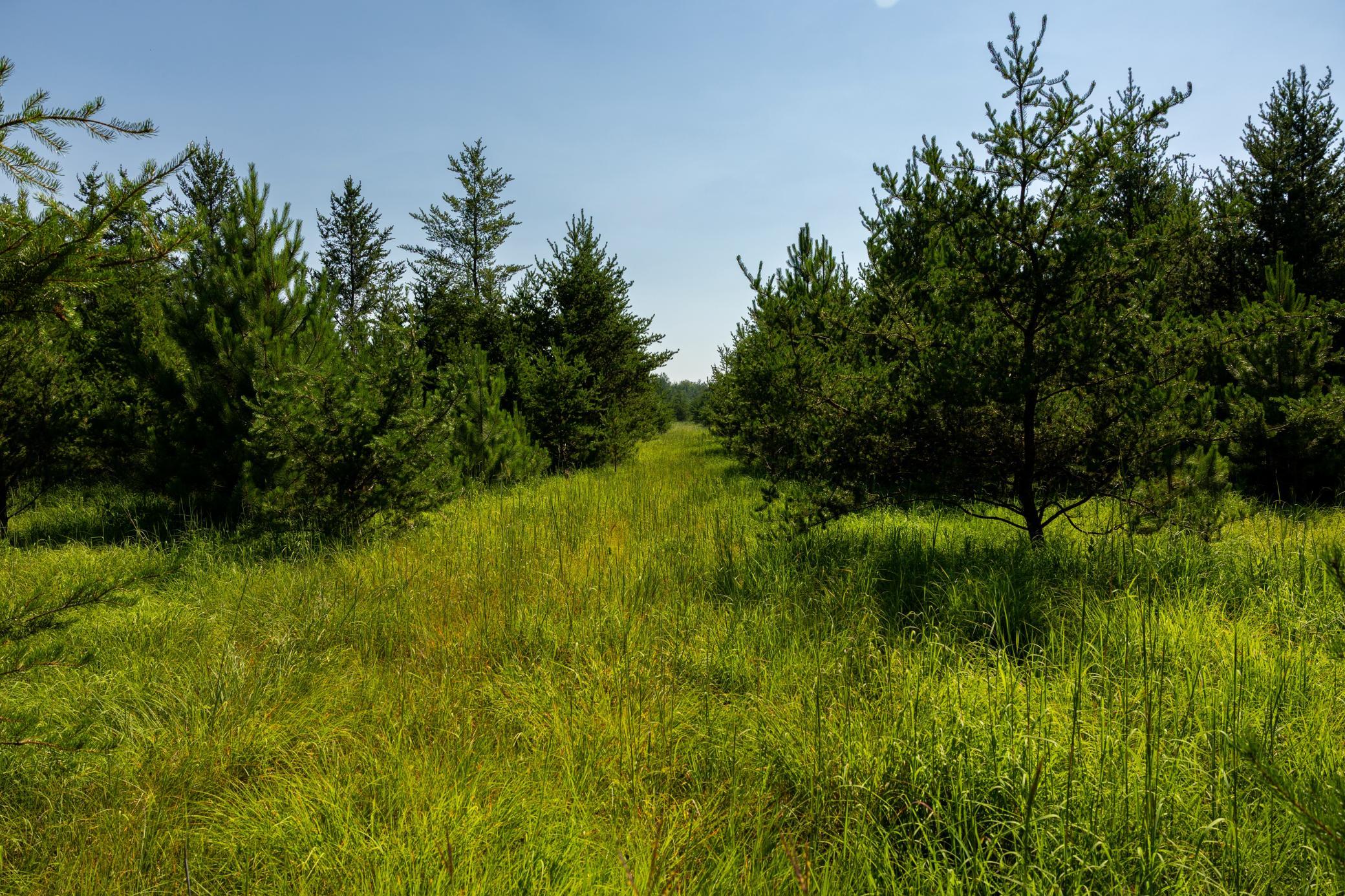 Tract 1 - Tbd Hubbard Line Rd Property Photo 44