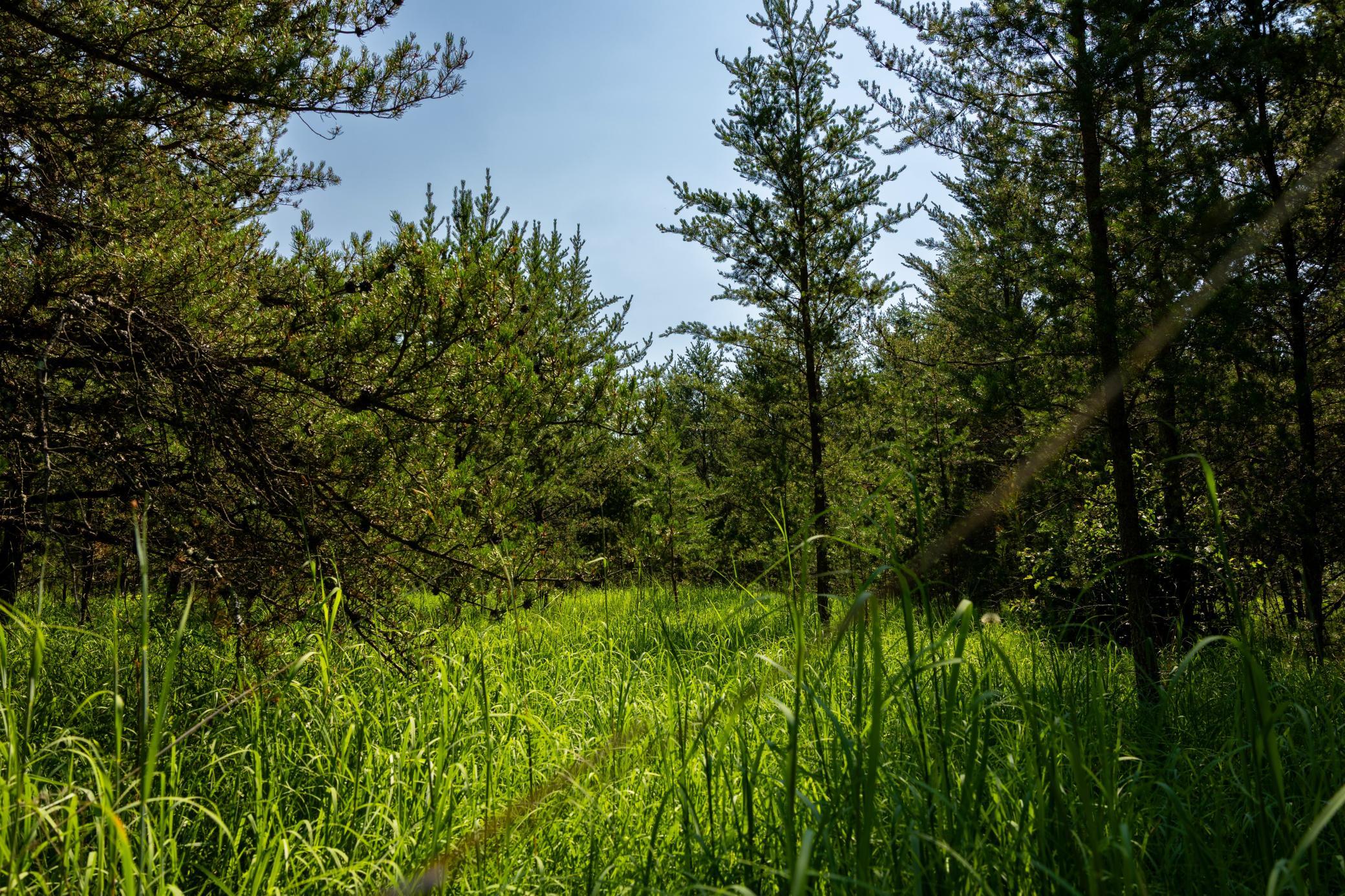 Tract 1 - Tbd Hubbard Line Rd Property Photo 49