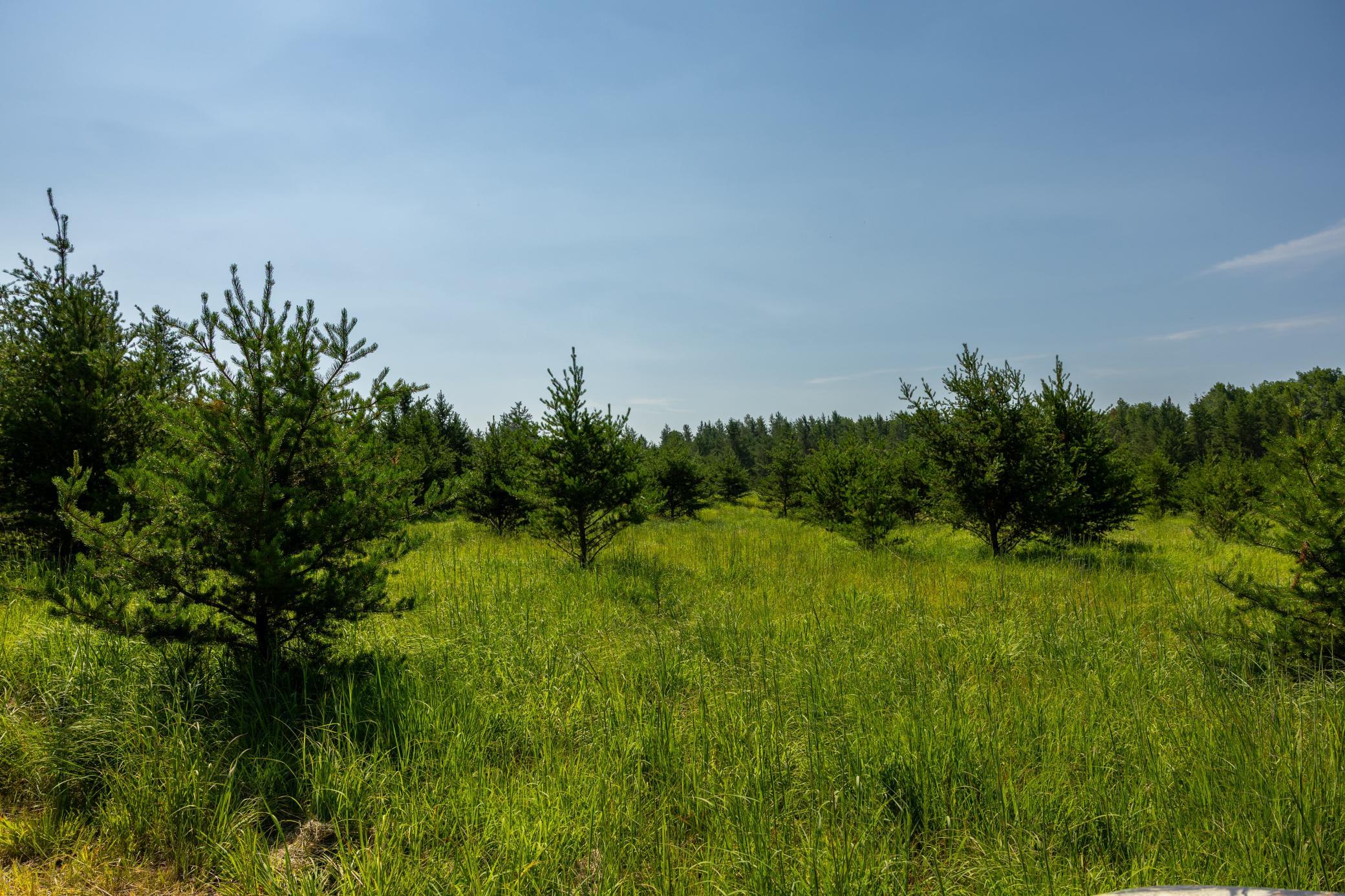 Tract 1 - Tbd Hubbard Line Rd Property Photo 50