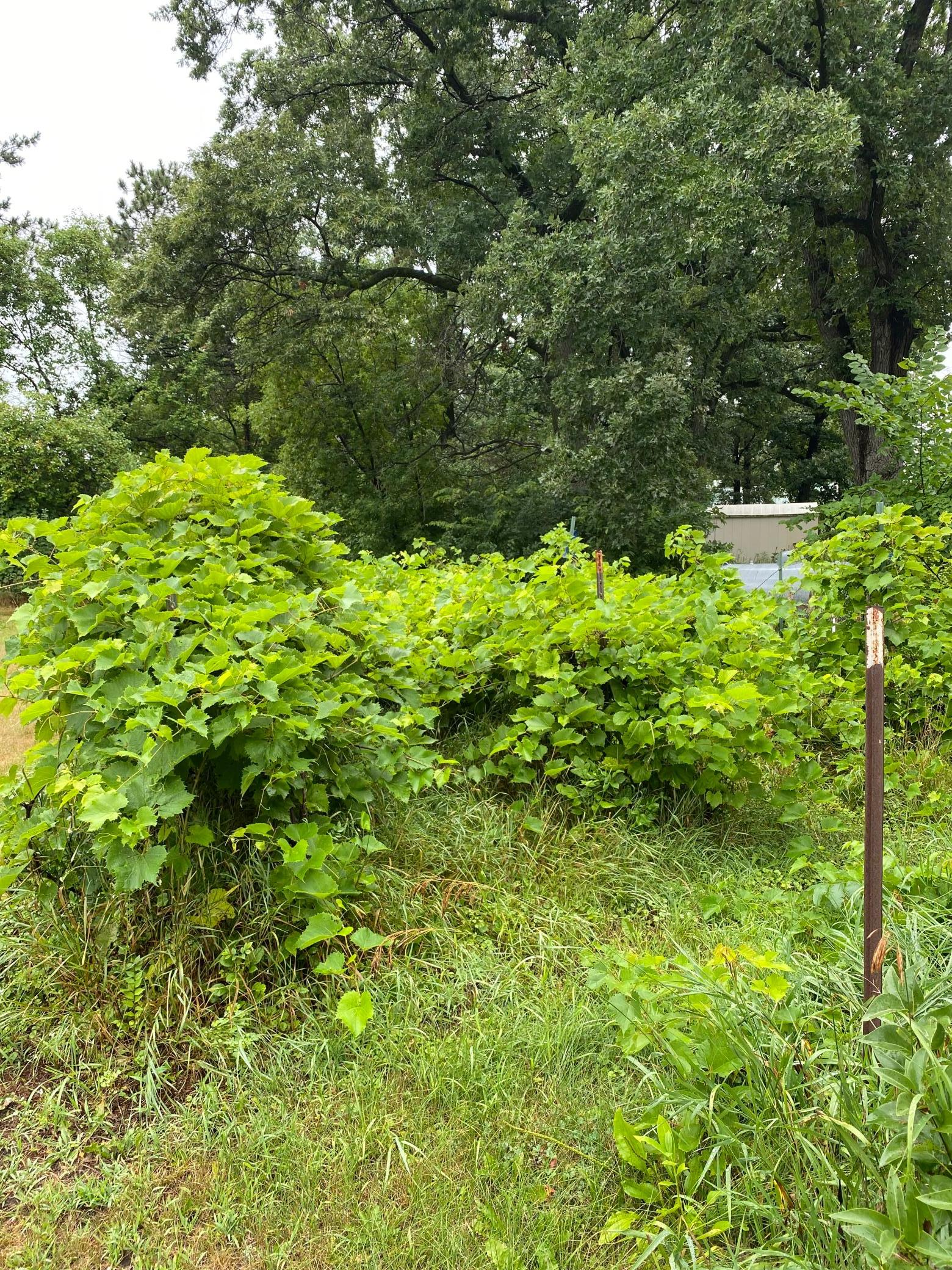 11381 Hubert Lane Property Photo 52