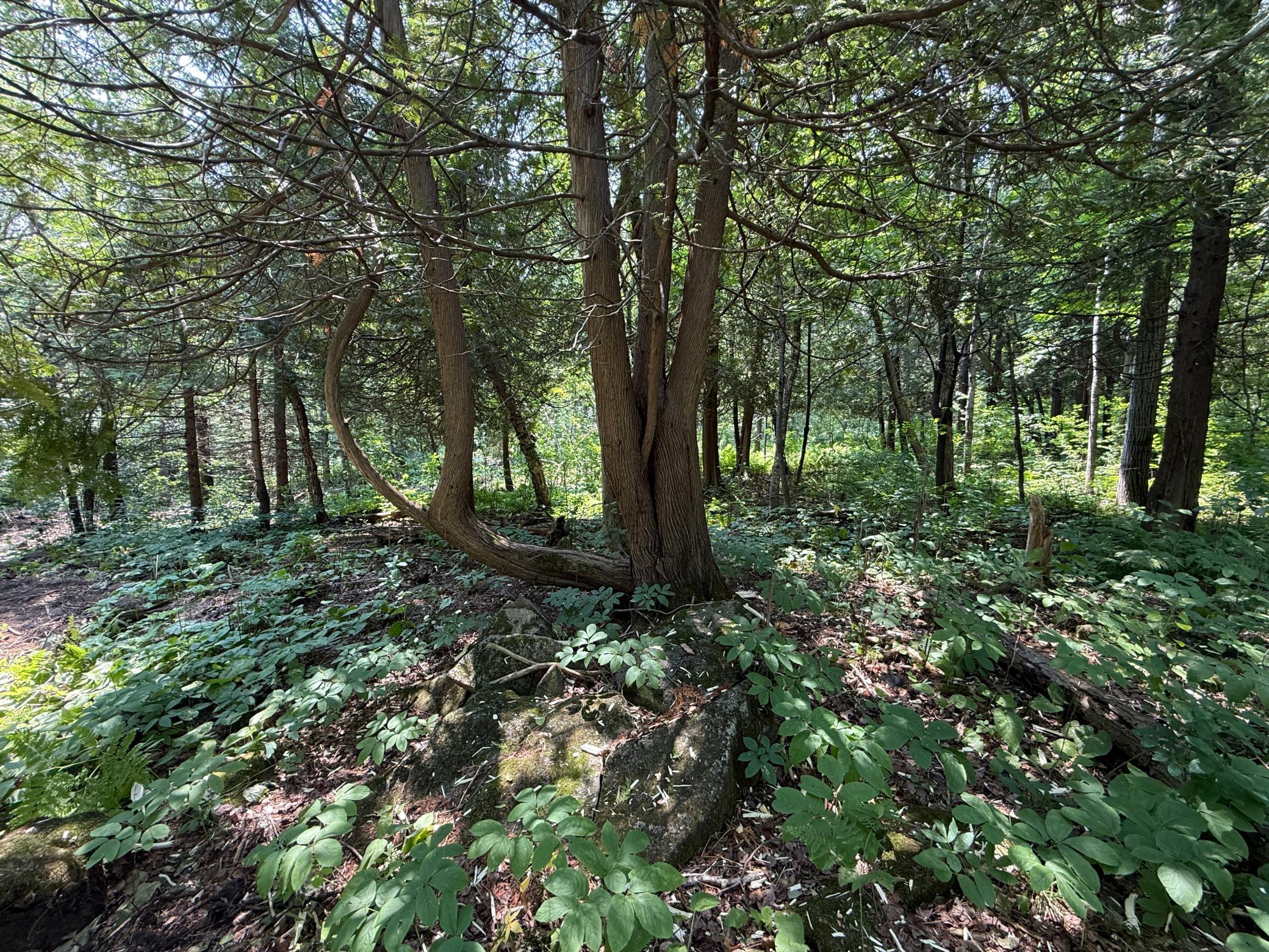 Tbd N 83rd Ave. W Property Photo 16