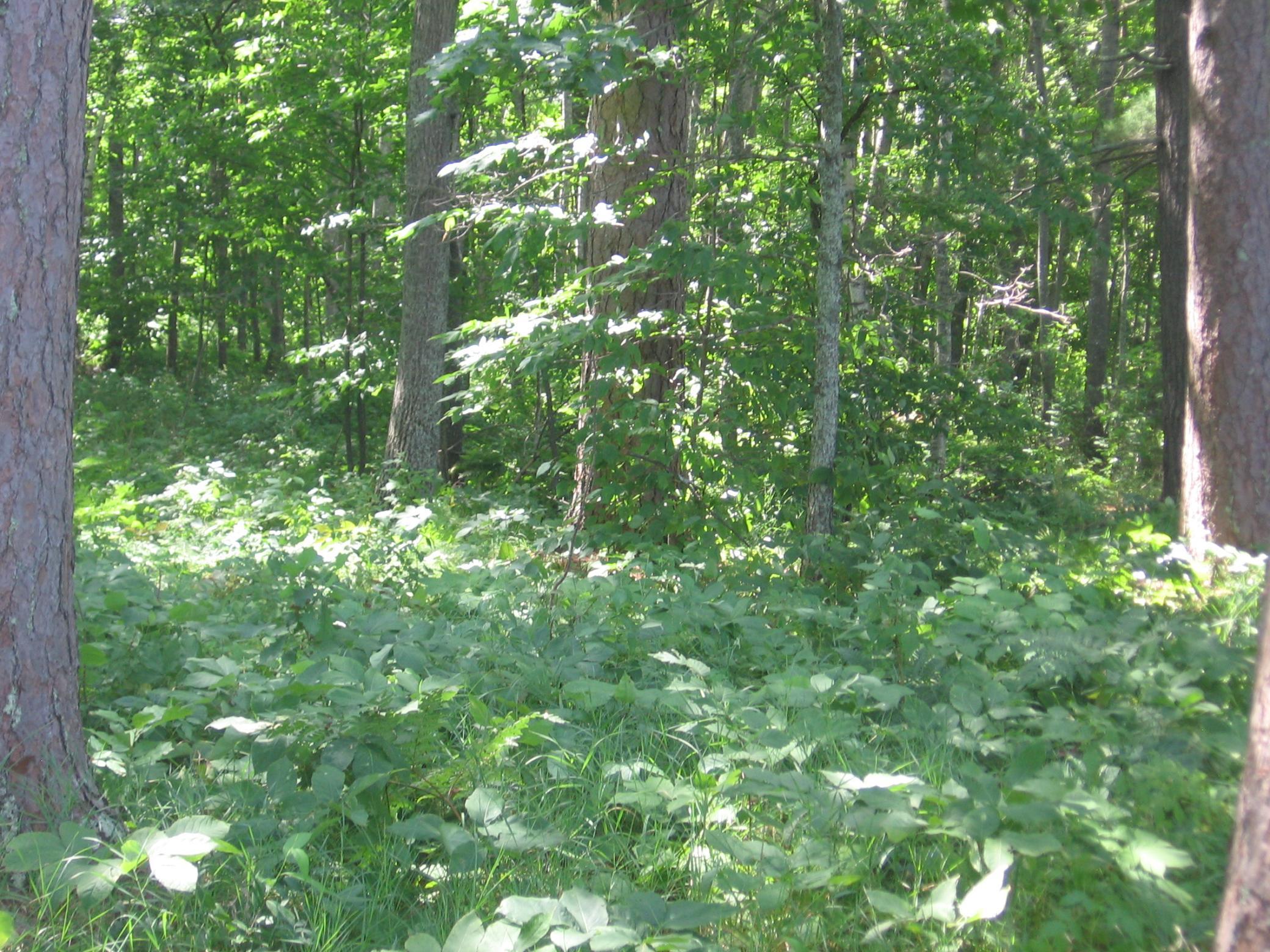 Tbd County 5 Nw Property Photo 10