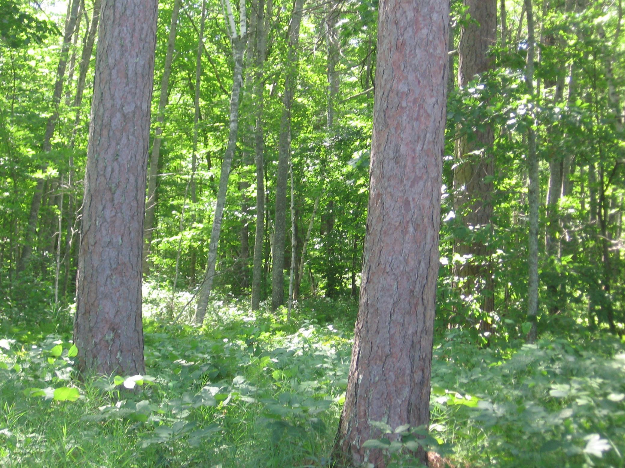 Tbd County 5 Nw Property Photo 11