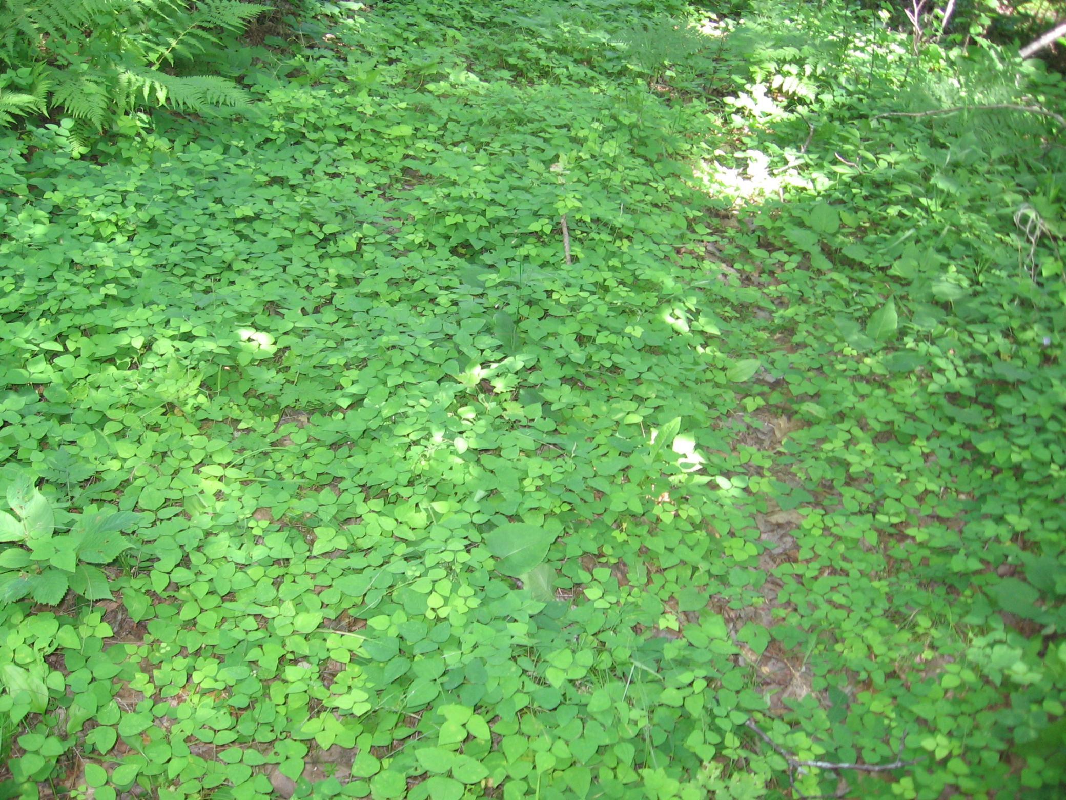 Tbd County 5 Nw Property Photo 23
