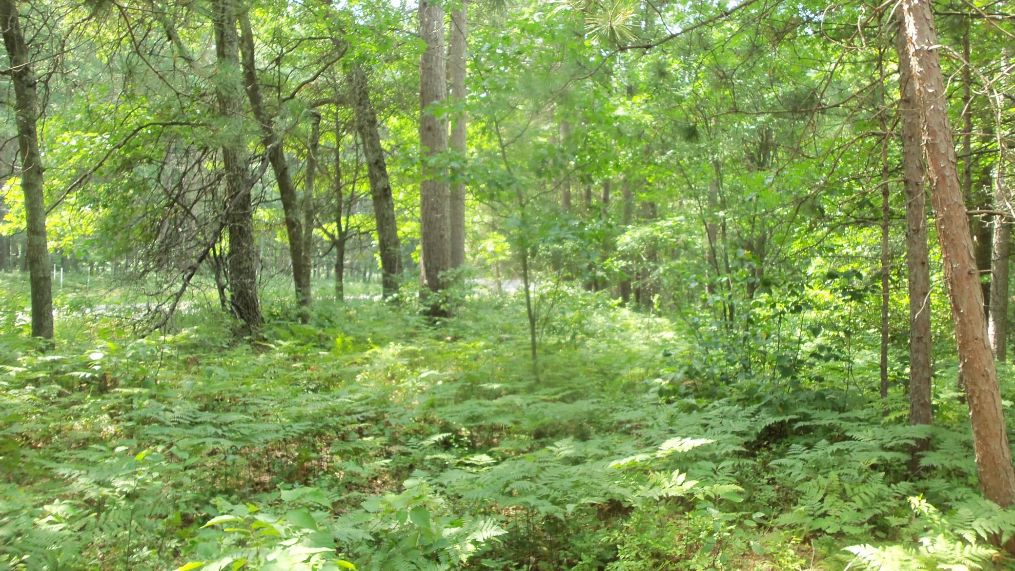 Lot 2 Birch Tree Trl Property Photo 4