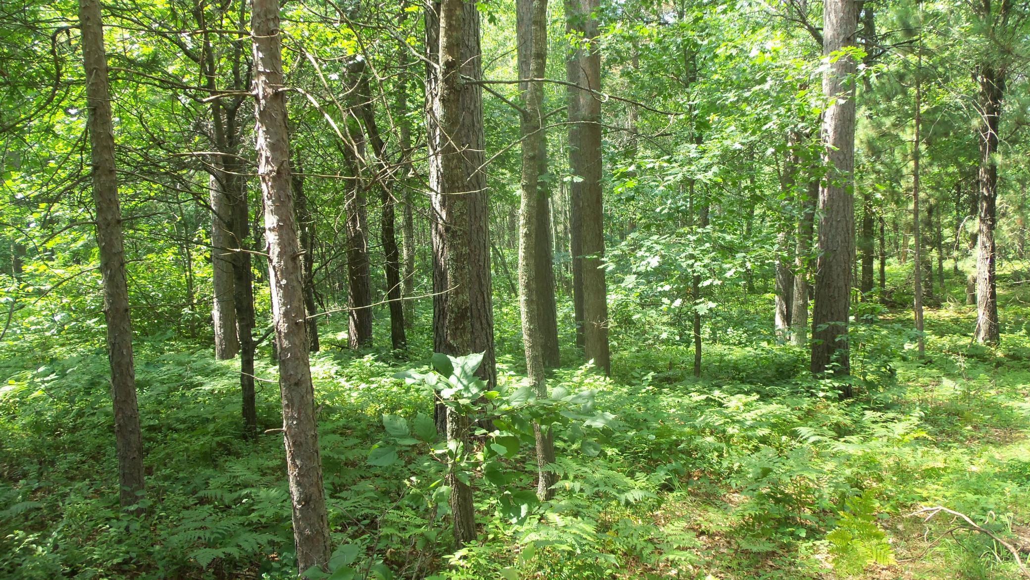Lot 2 Birch Tree Trl Property Photo 5