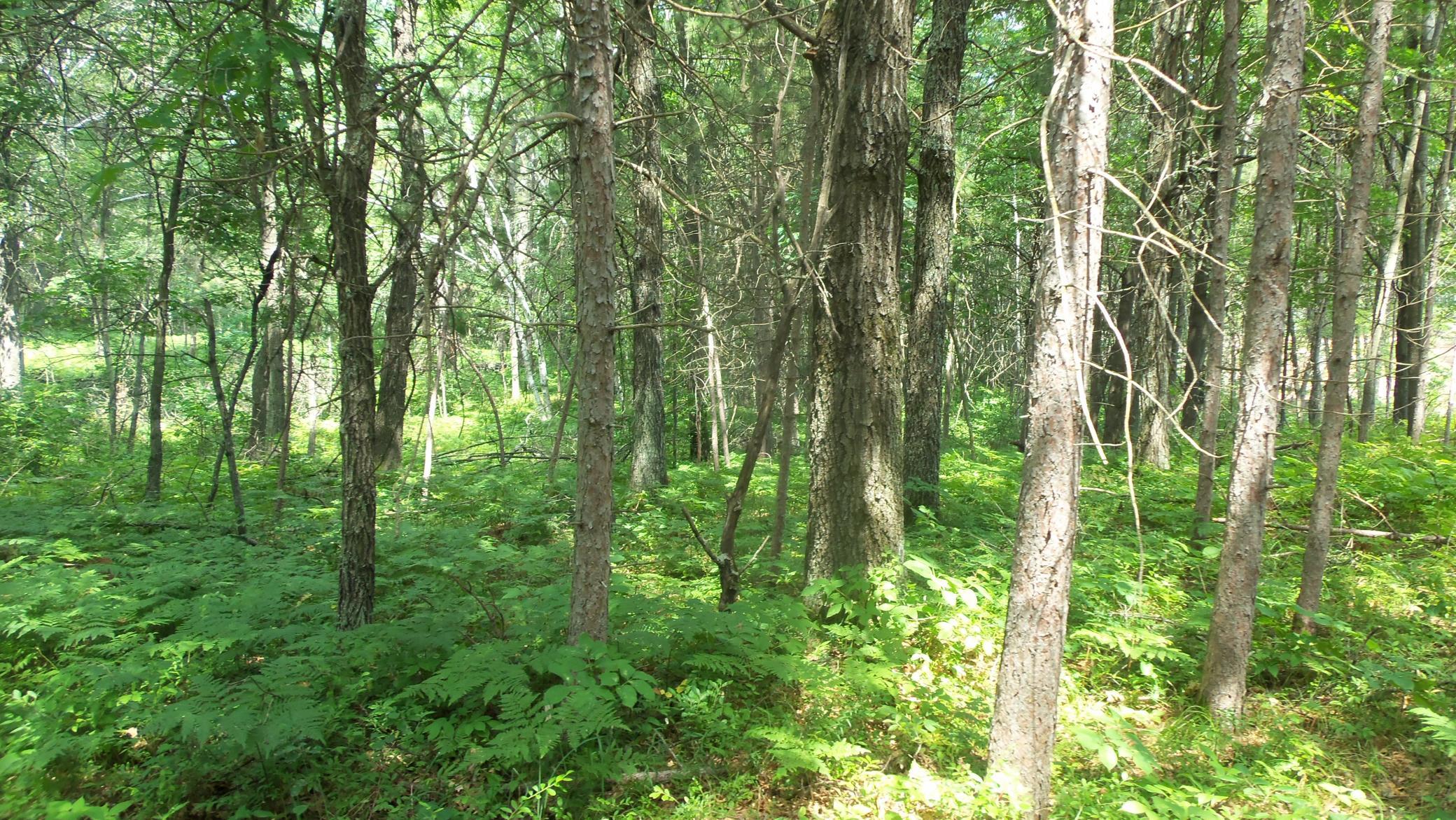 Lot 2 Birch Tree Trl Property Photo 6