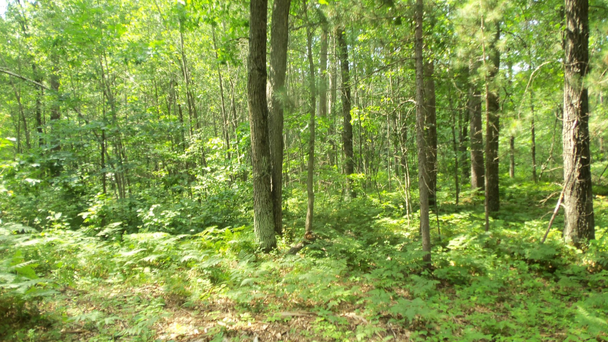 Lot 2 Birch Tree Trl Property Photo 7