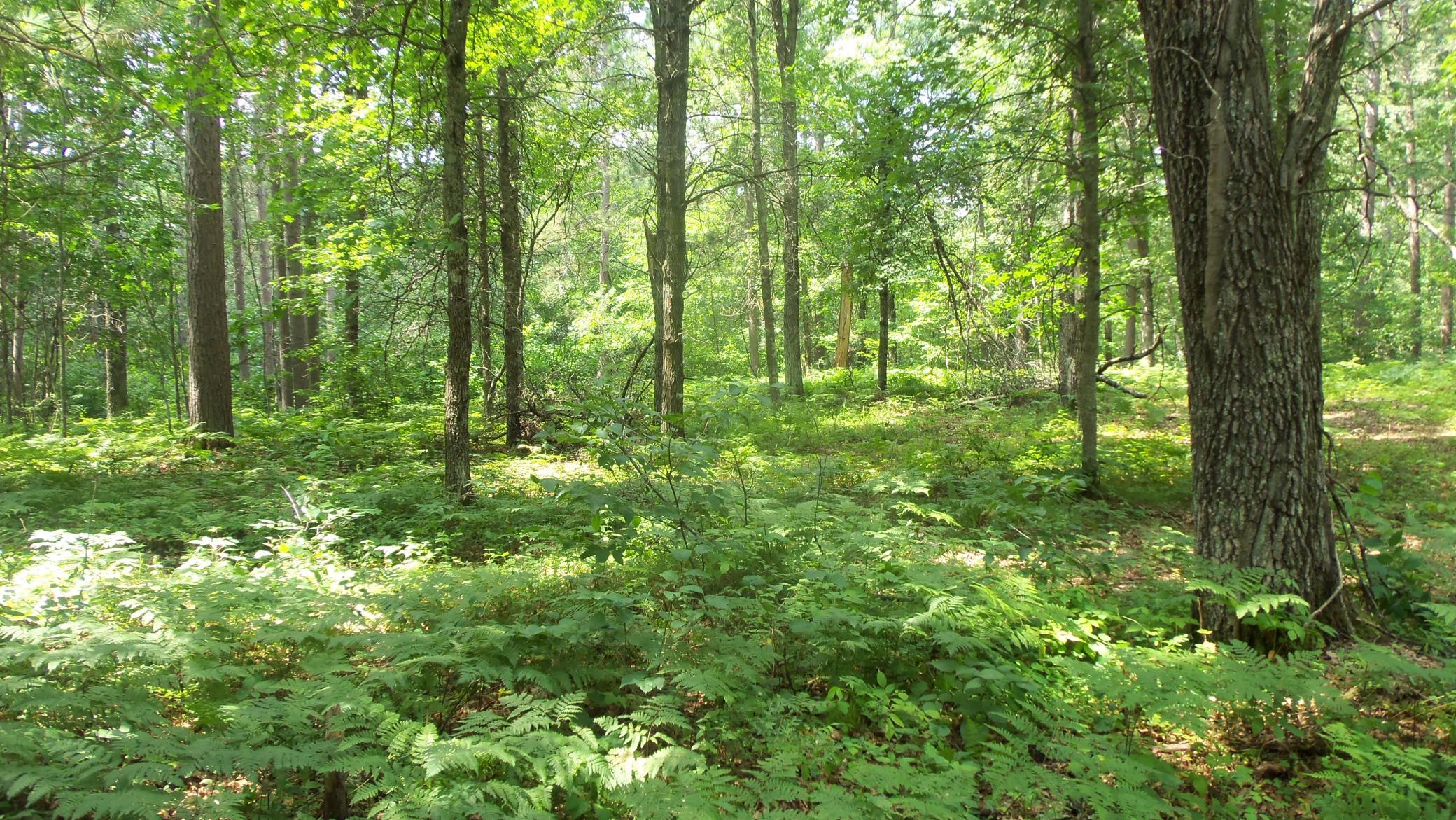 Lot 2 Birch Tree Trl Property Photo 8