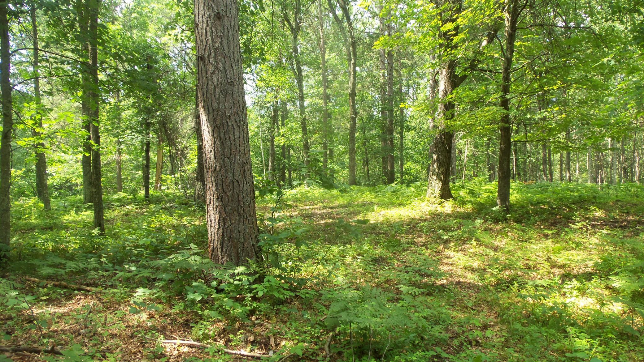 Lot 2 Birch Tree Trl Property Photo 9